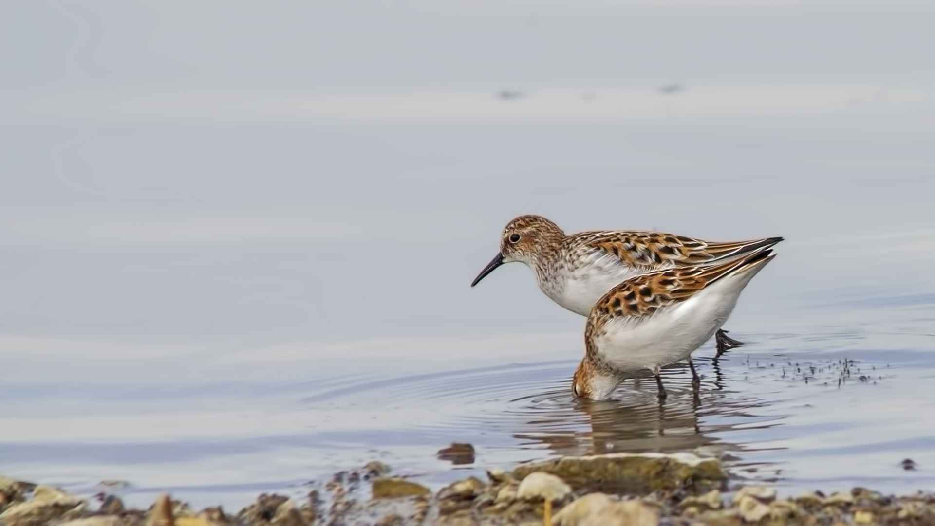 Little Stint