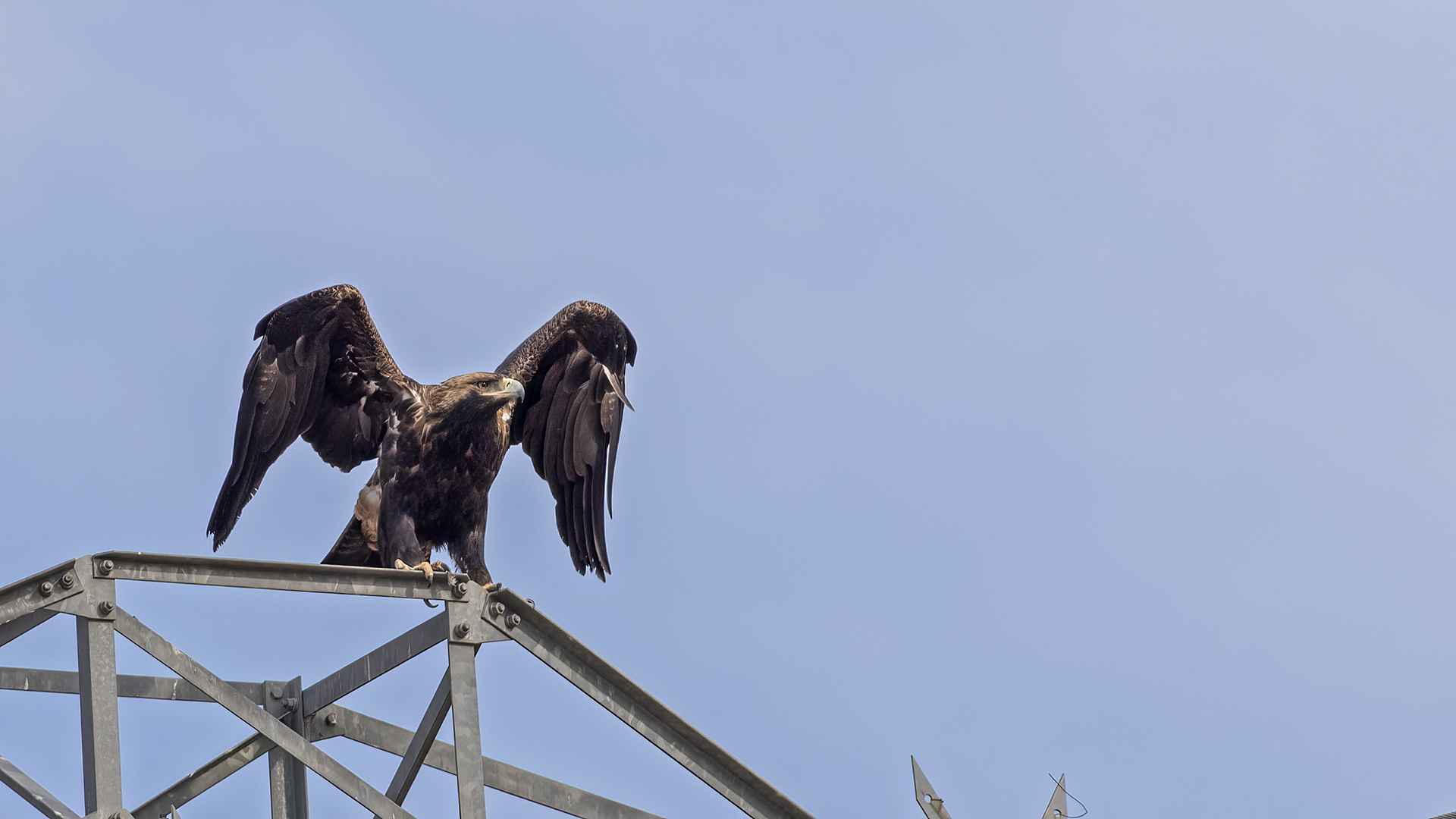 Imperial Eagle