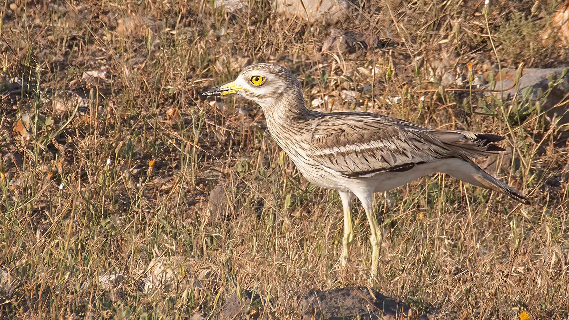 Eurasian Thick-knee