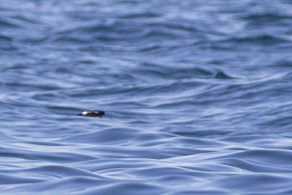 European Storm-Petrel