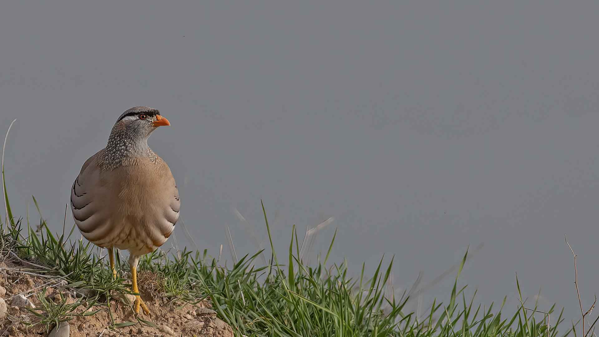 See-see Partridge