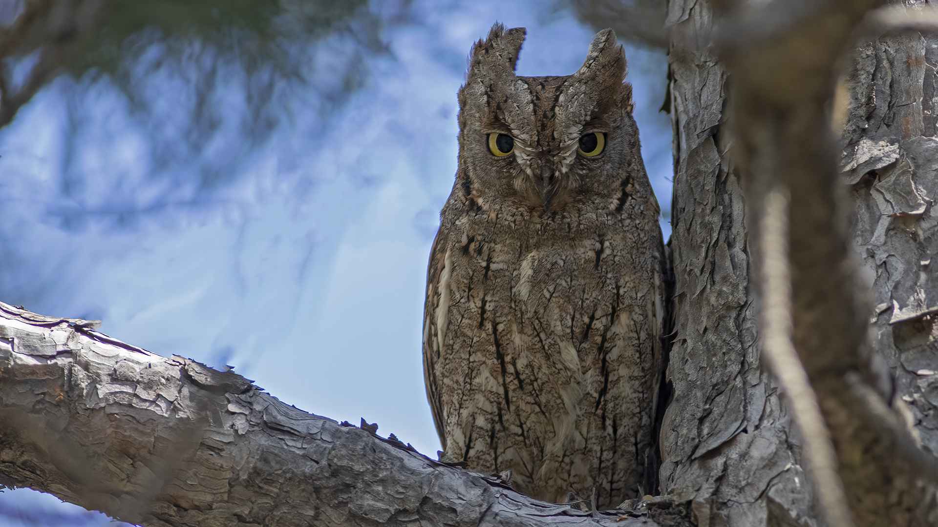 Eurasian Scops-Owl