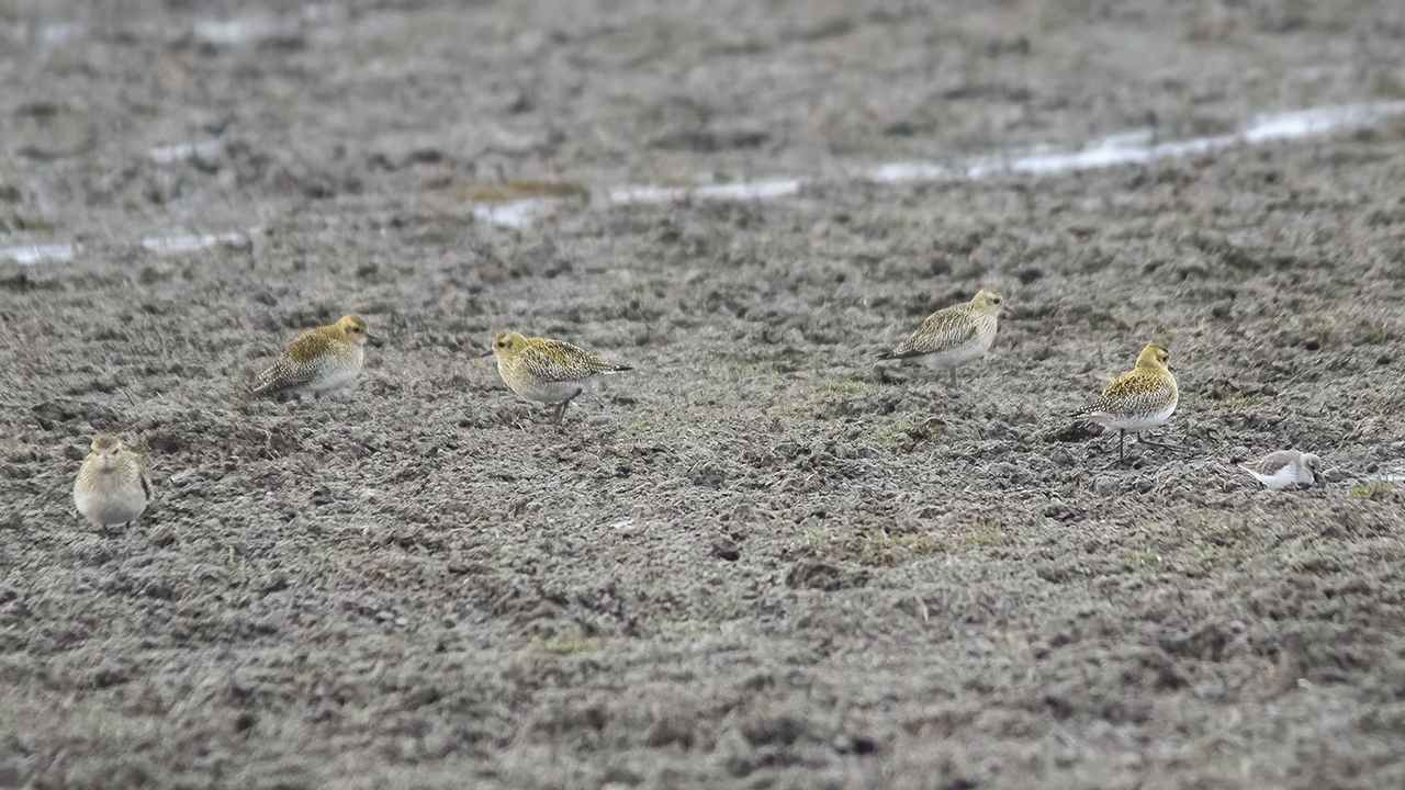 European Golden-Plover