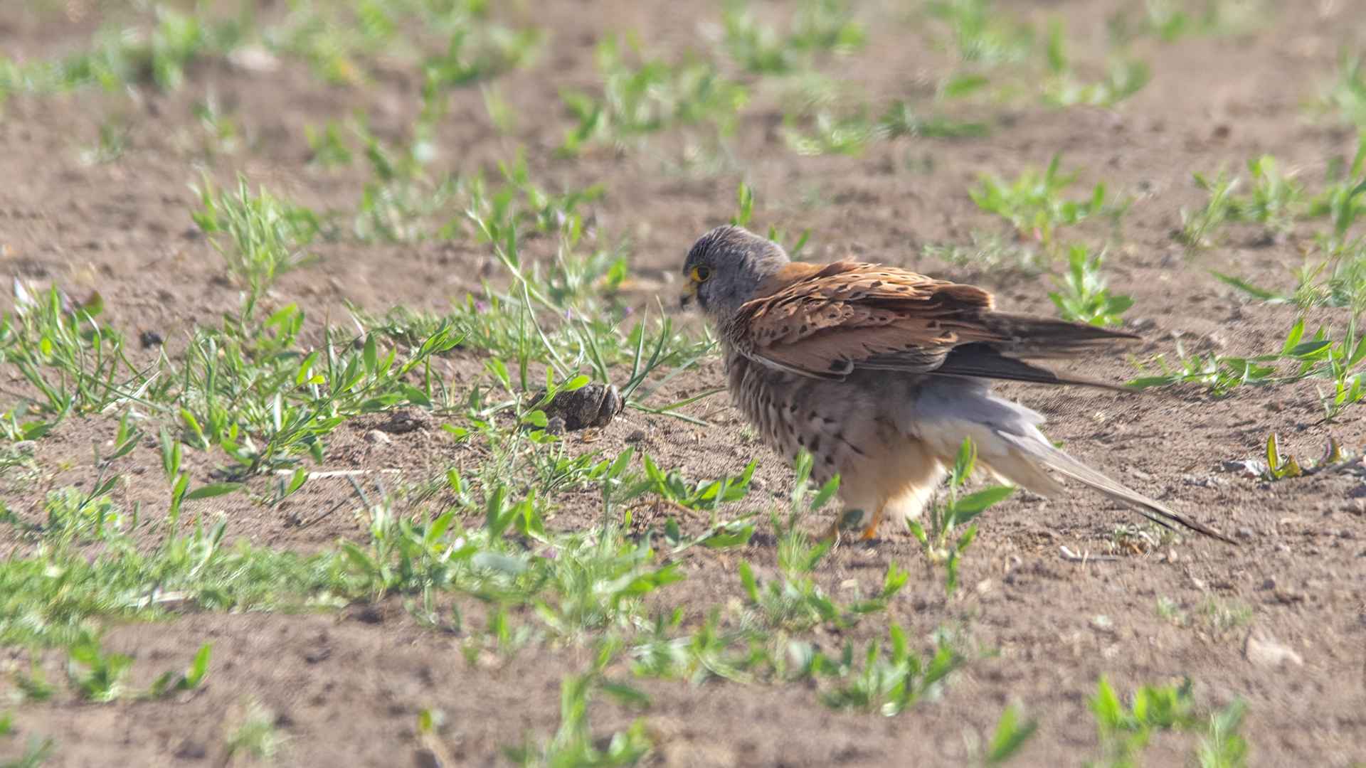 Lesser Kestrel