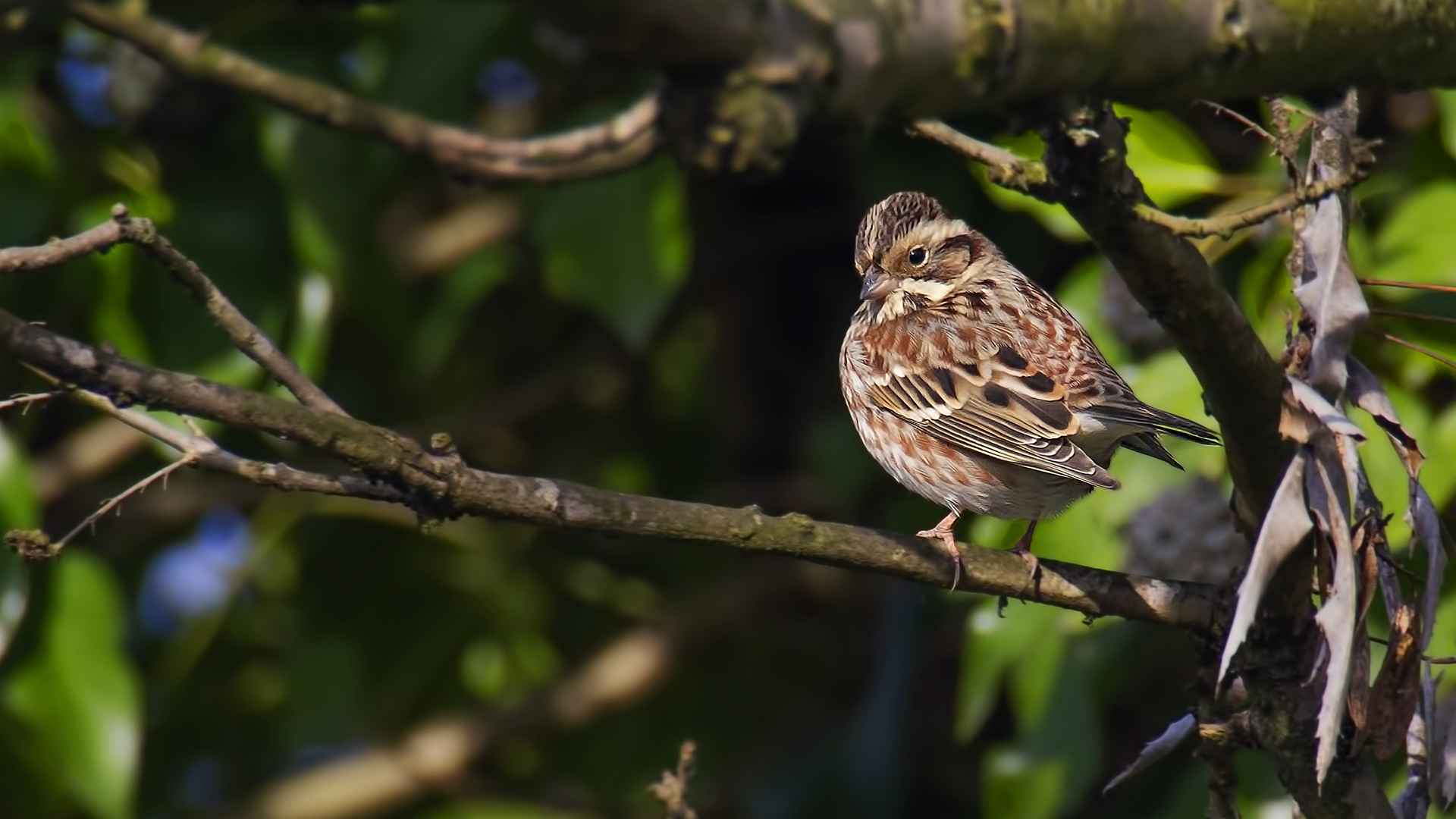 Rustic Bunting
