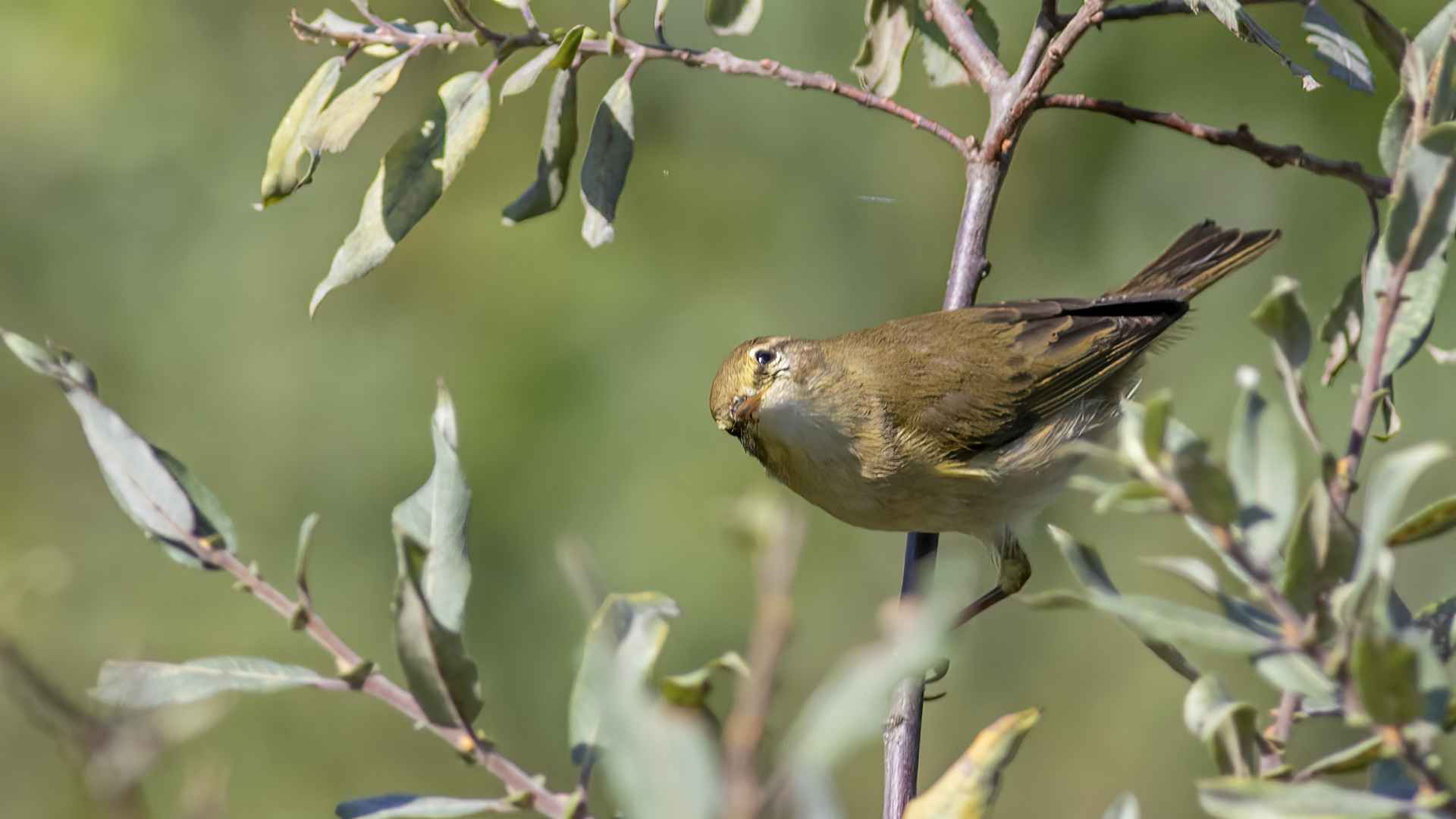 Willow Warbler