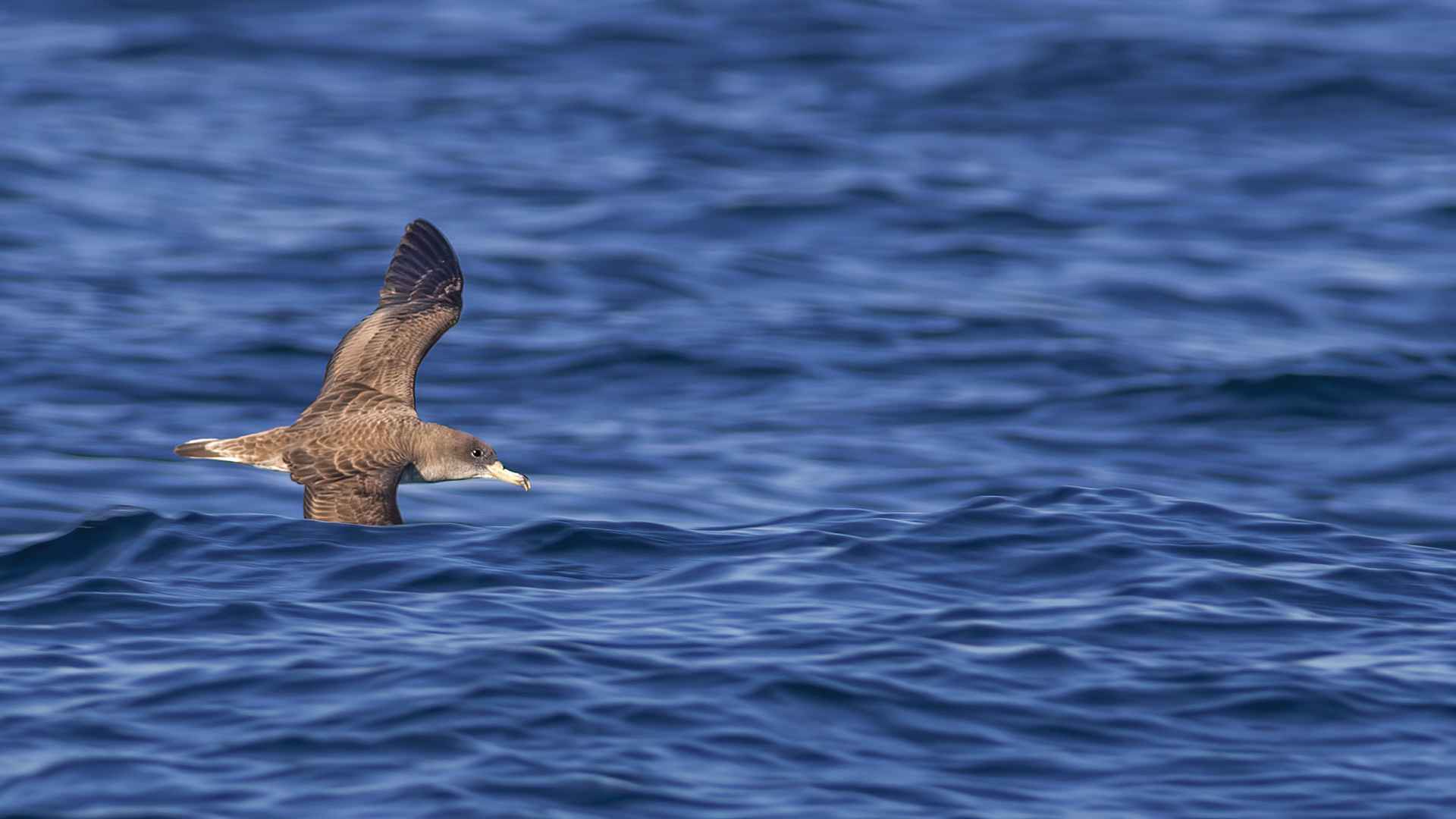 Cory's Shearwater