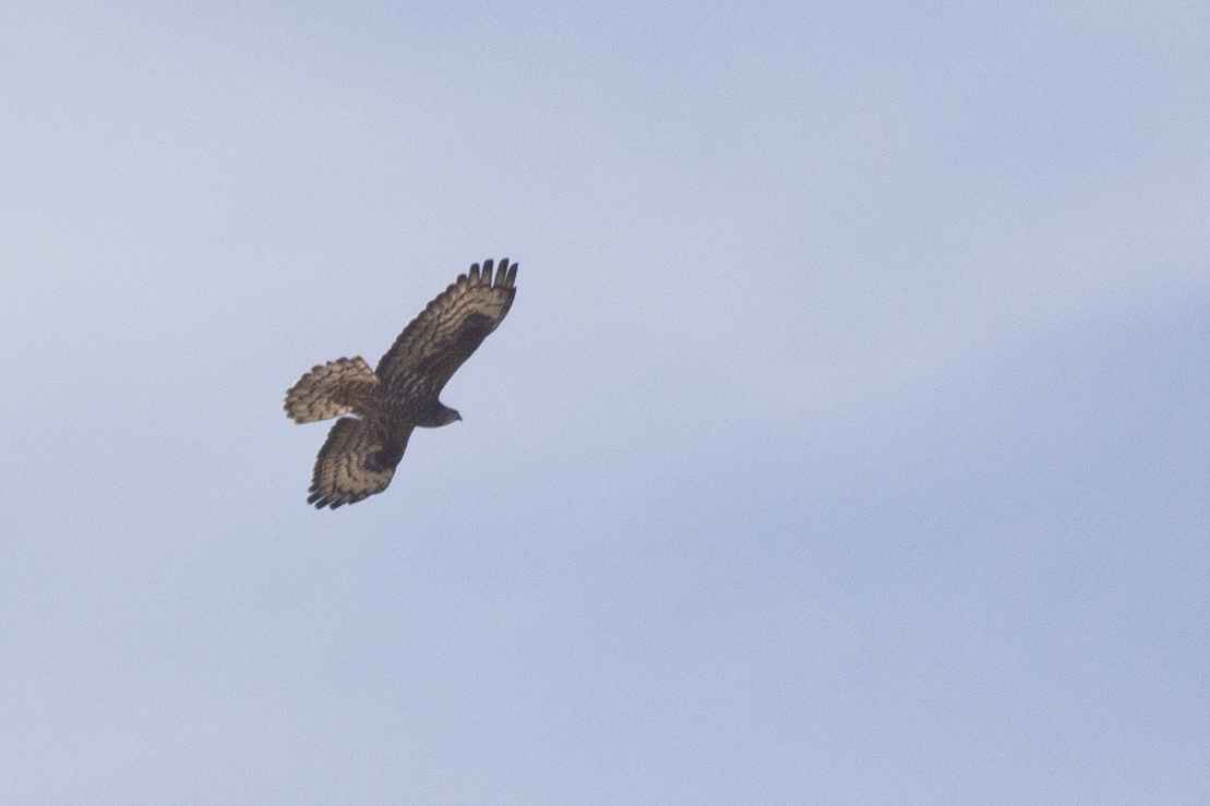 European Honey-buzzard