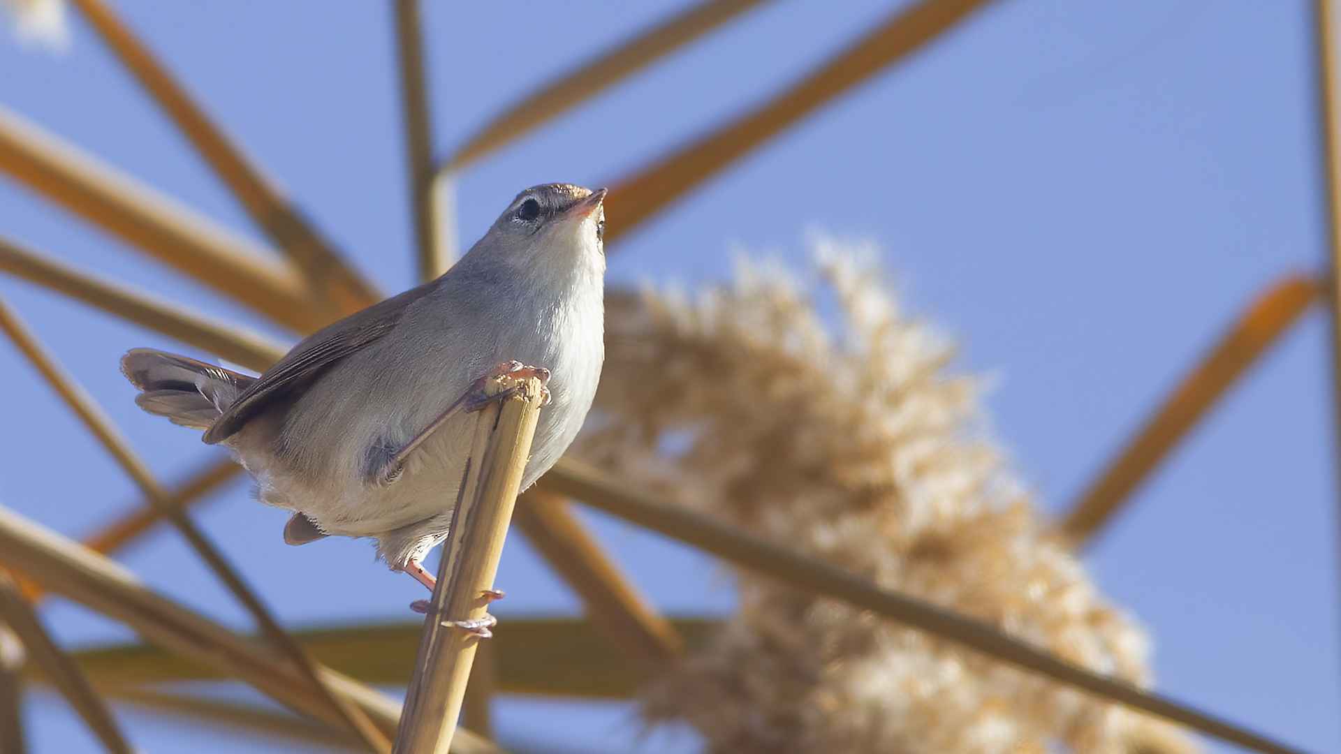Cetti's Warbler