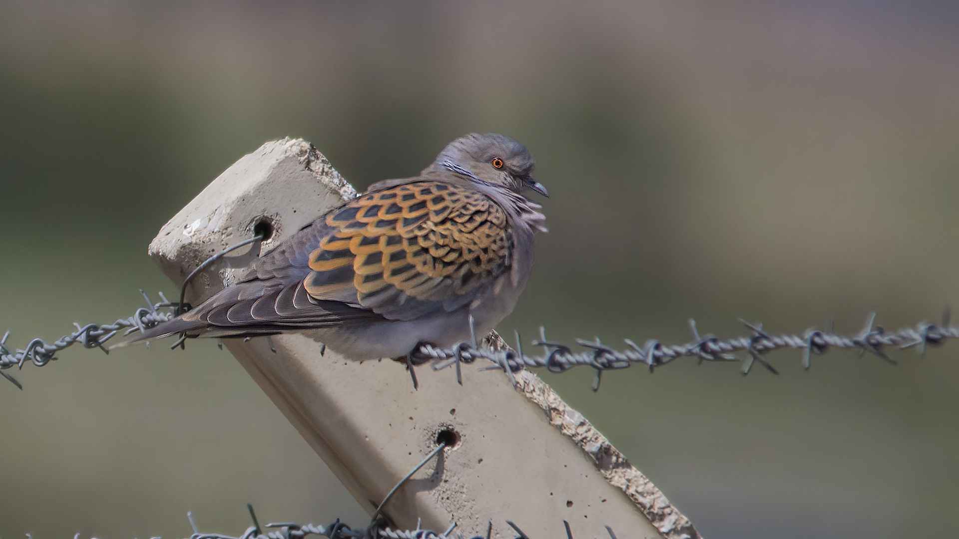 European Turtle-Dove