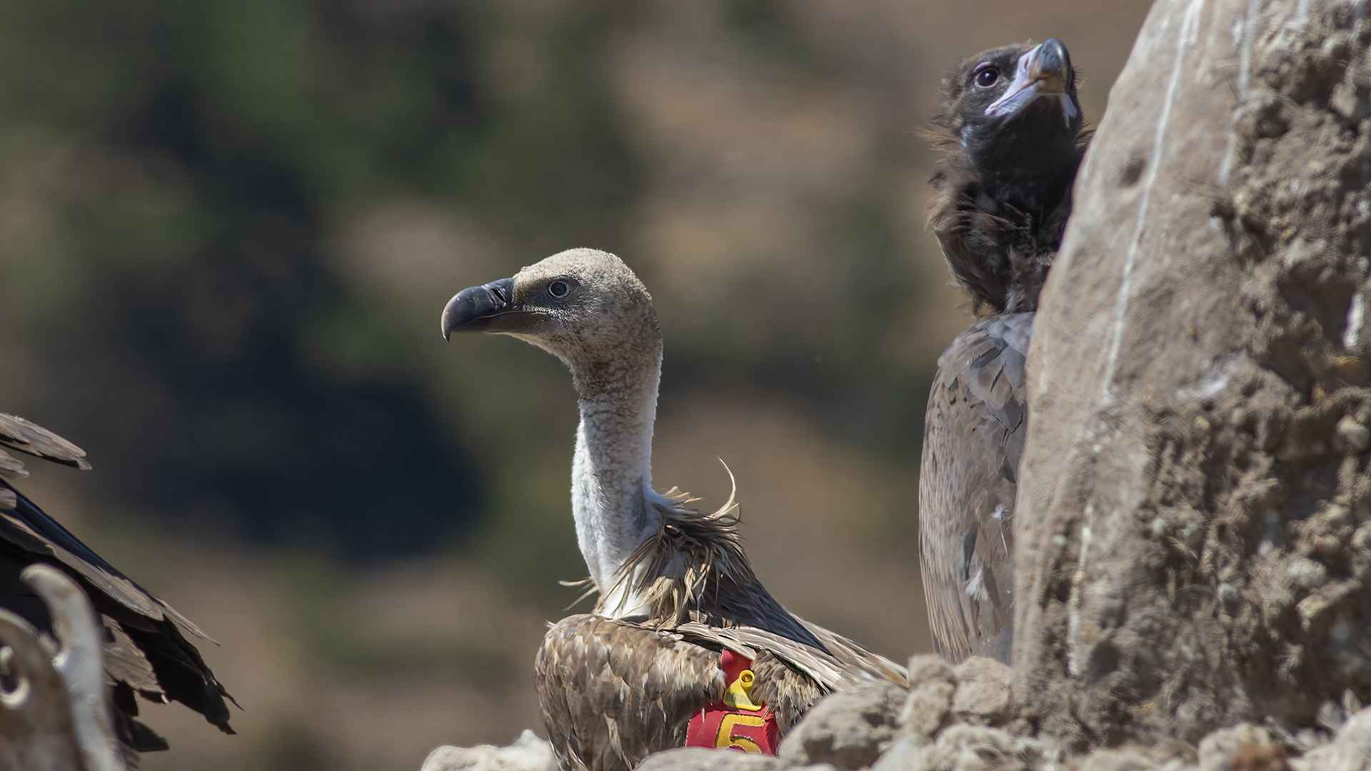 Eurasian Griffon