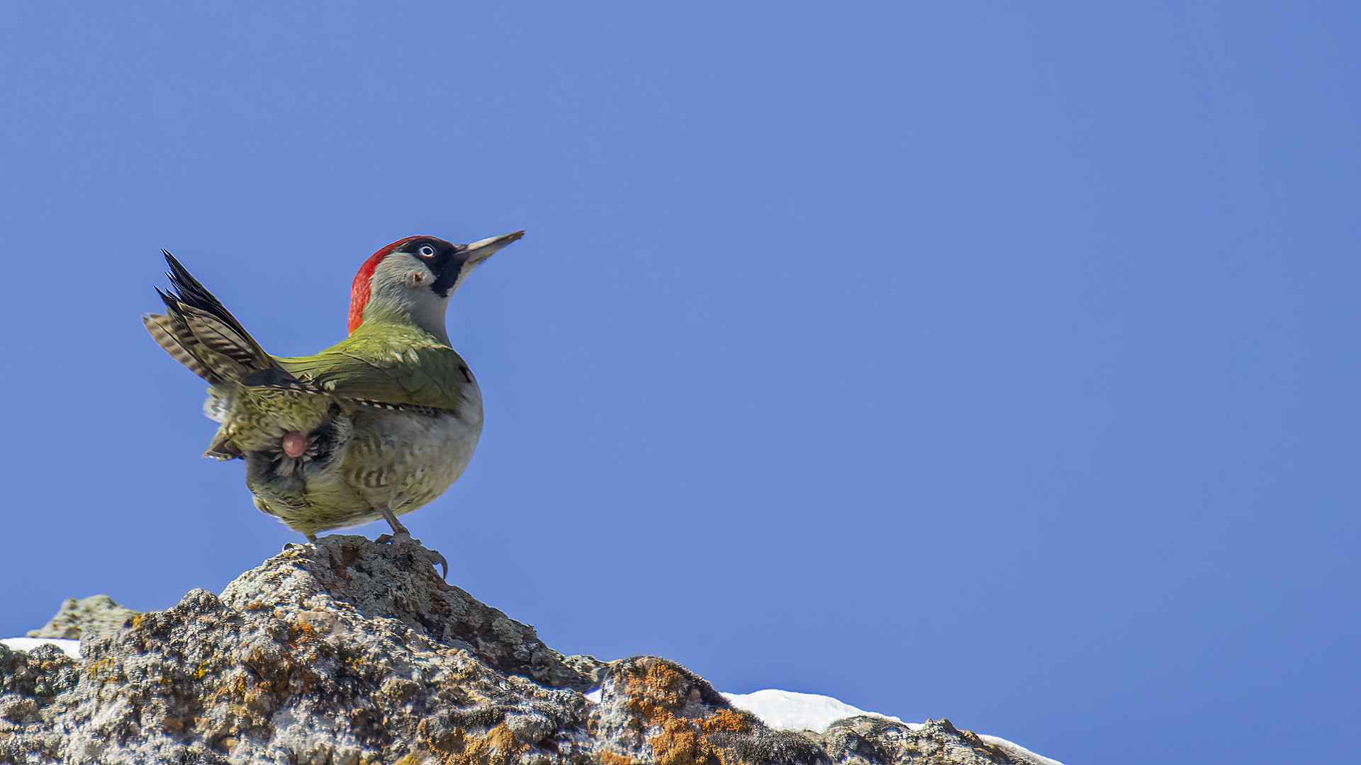 Eurasian Green Woodpecker