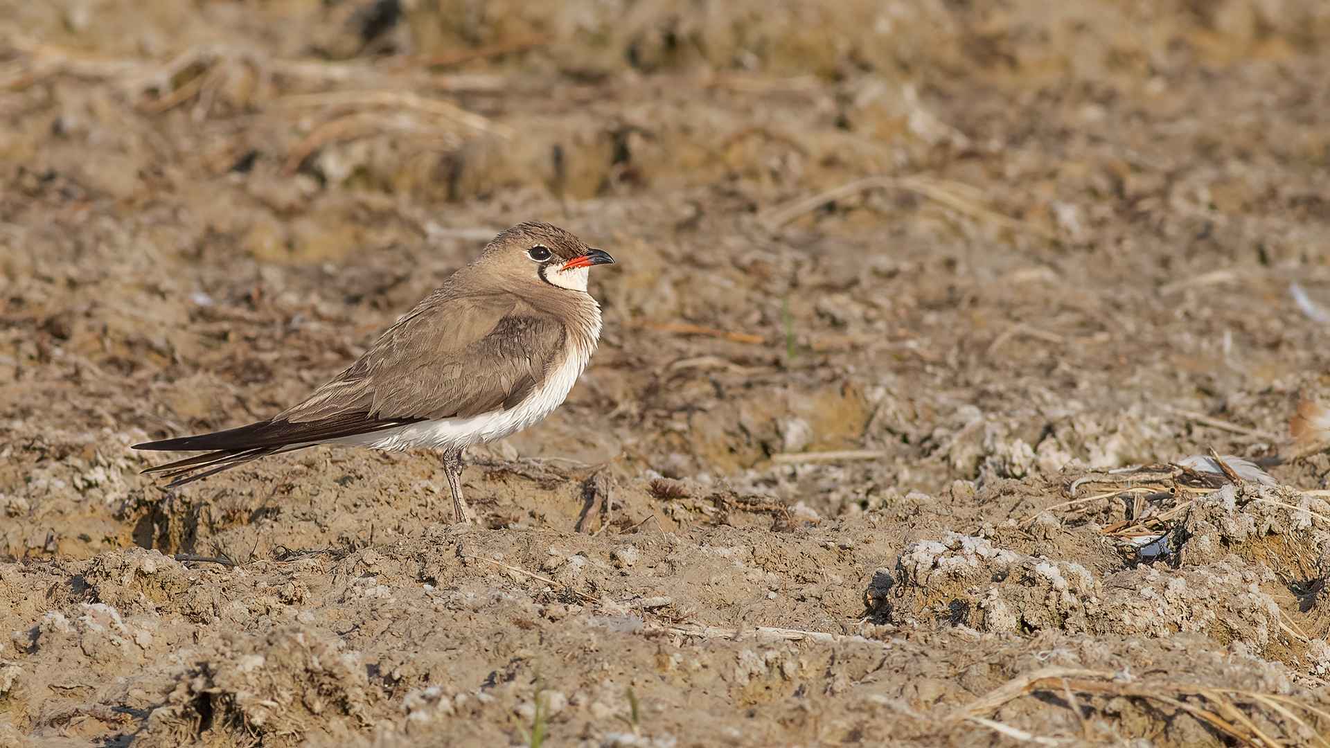 Collared Pratincole