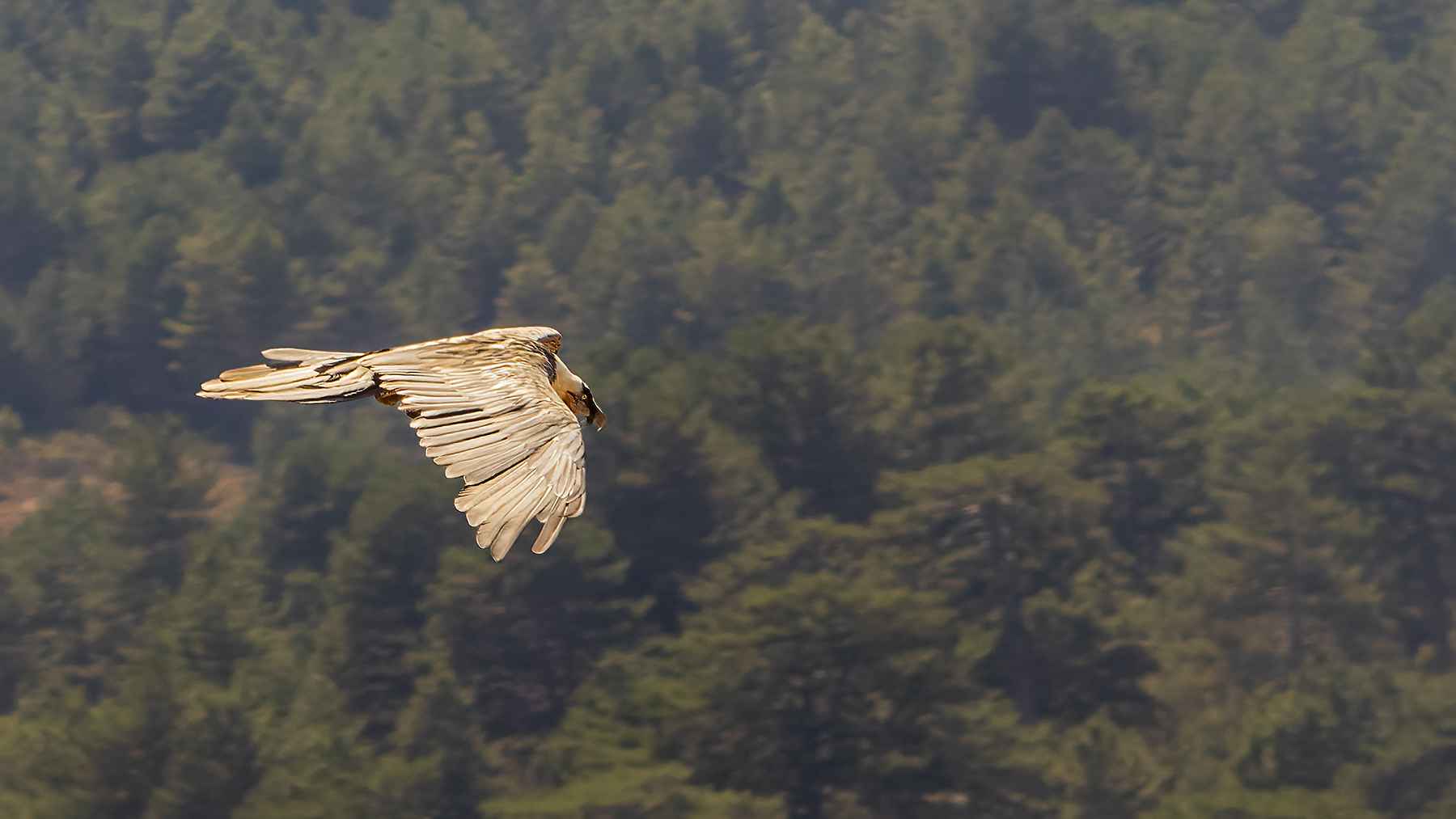 Bearded Vulture