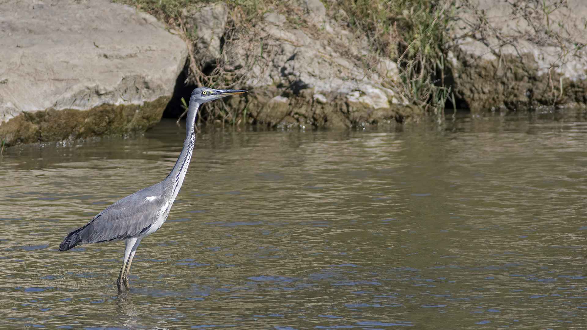 Gray Heron