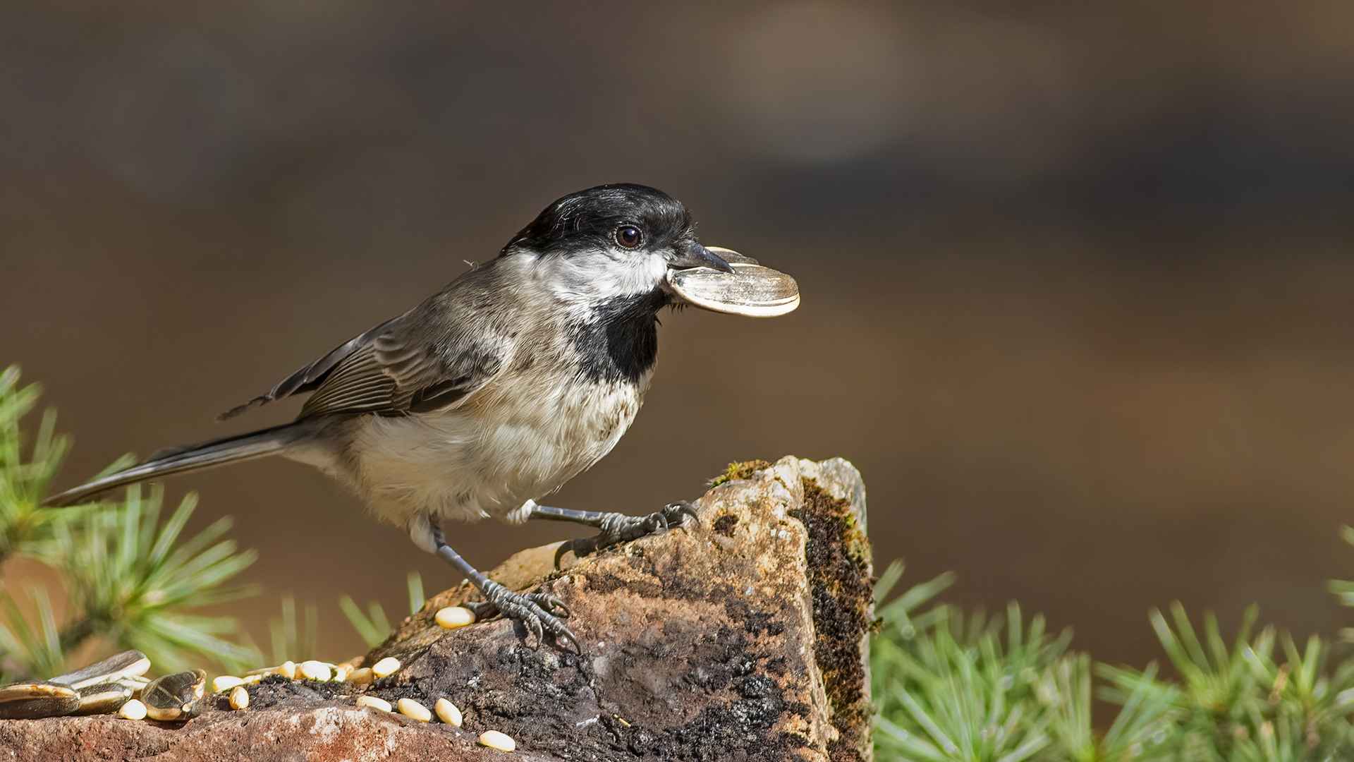 Sombre Tit