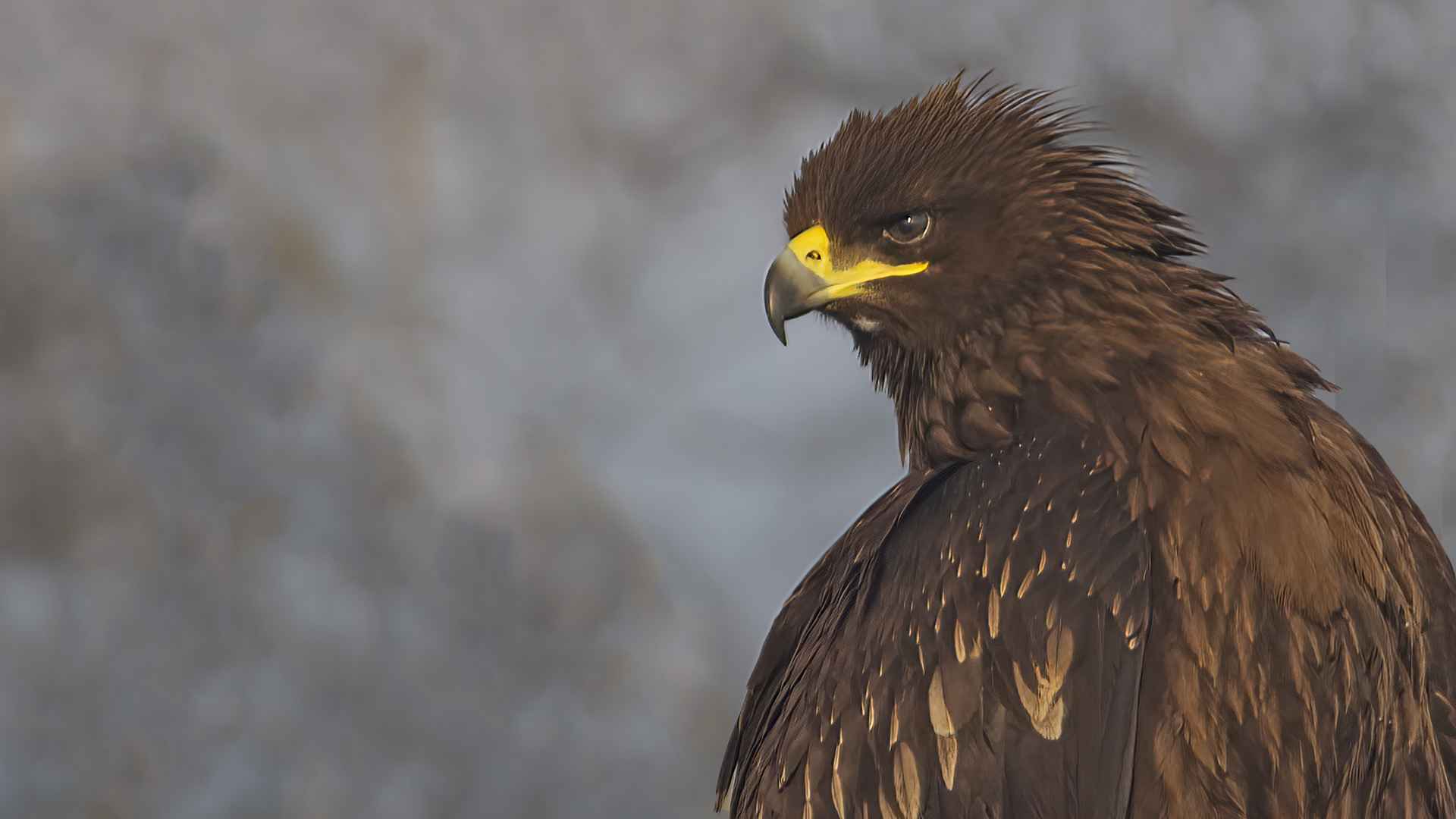 Greater Spotted Eagle