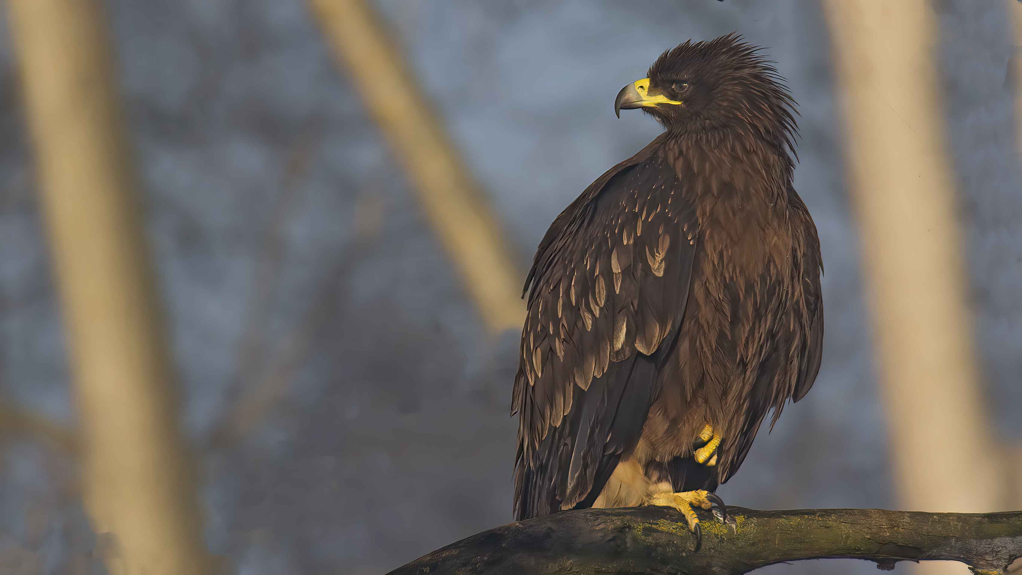 Greater Spotted Eagle