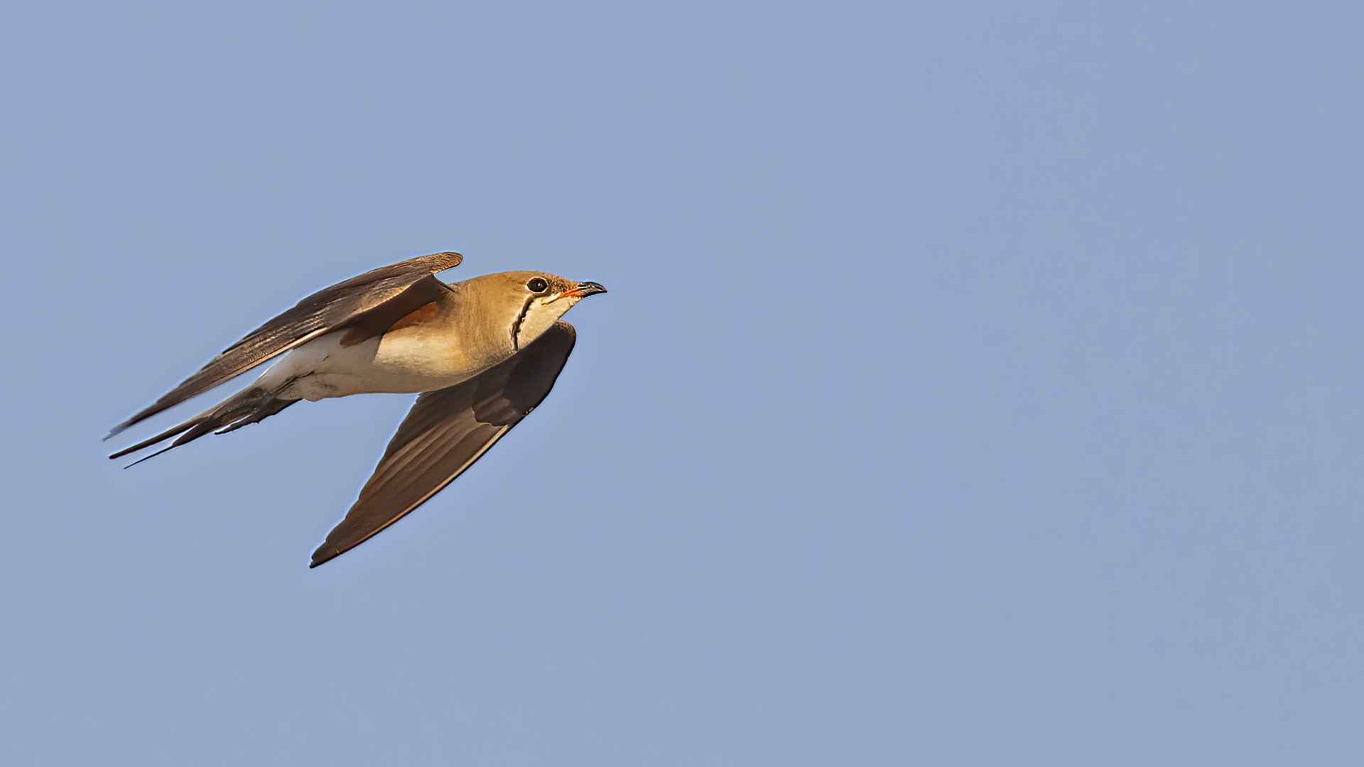 Collared Pratincole