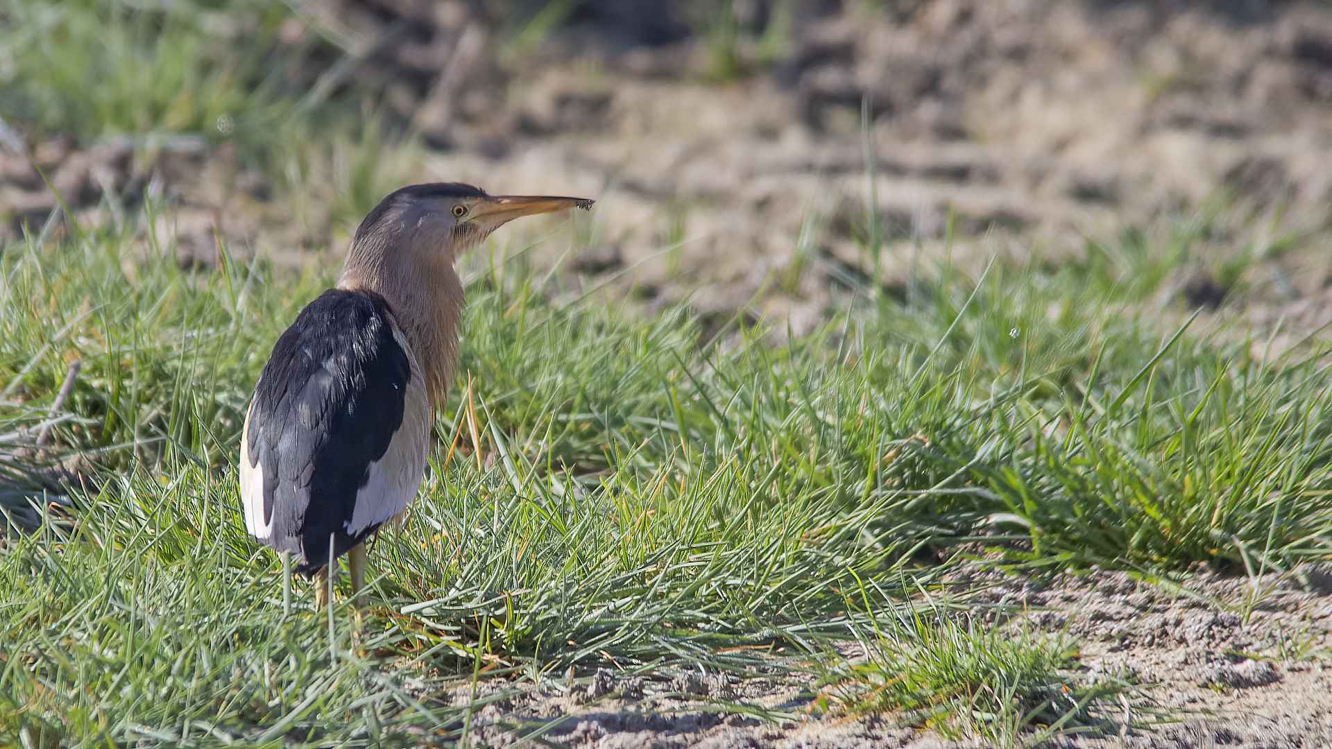 Little Bittern