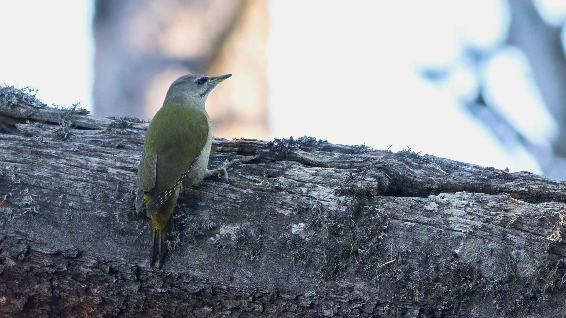 Gray-headed Woodpecker