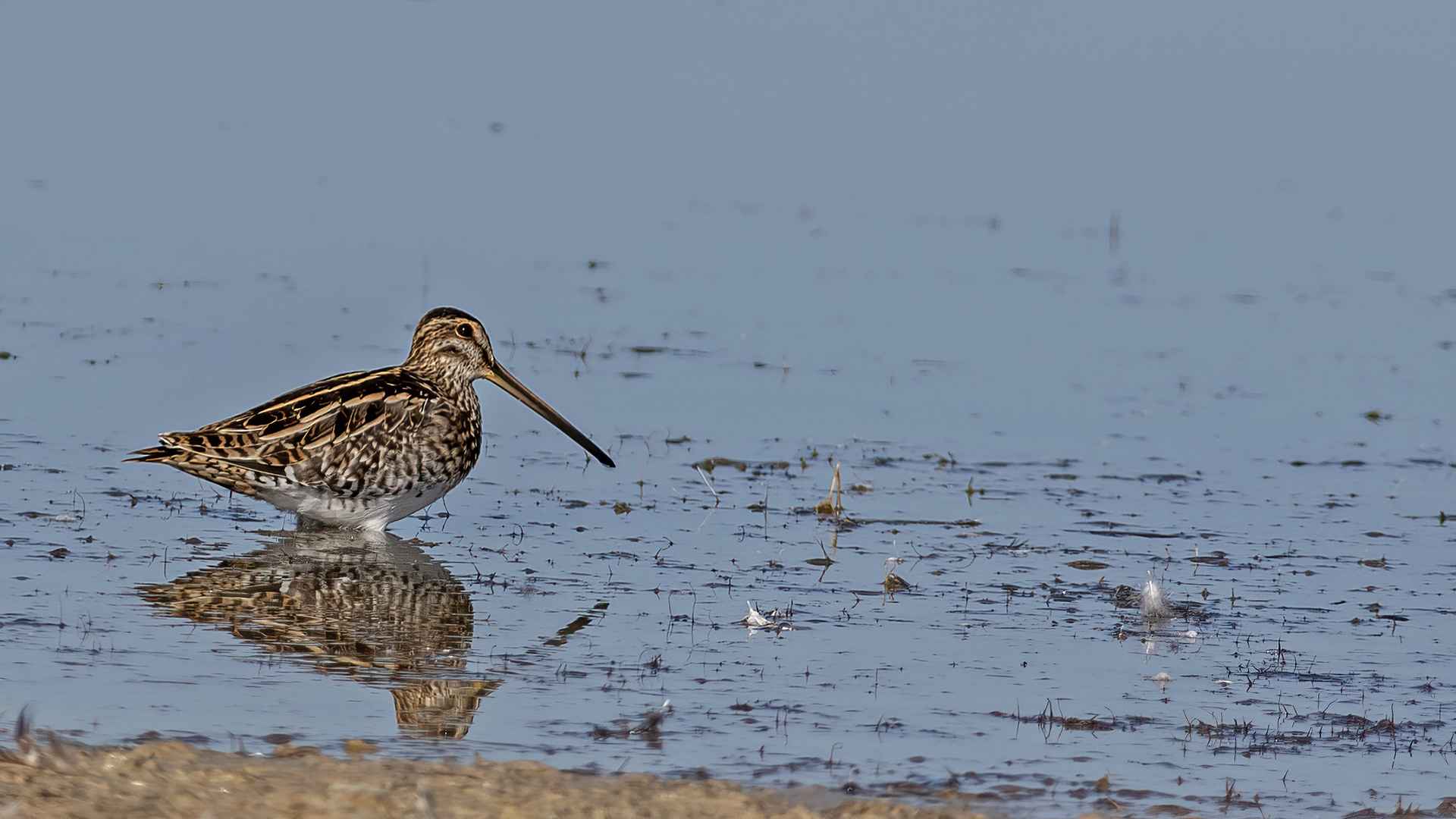 Common Snipe