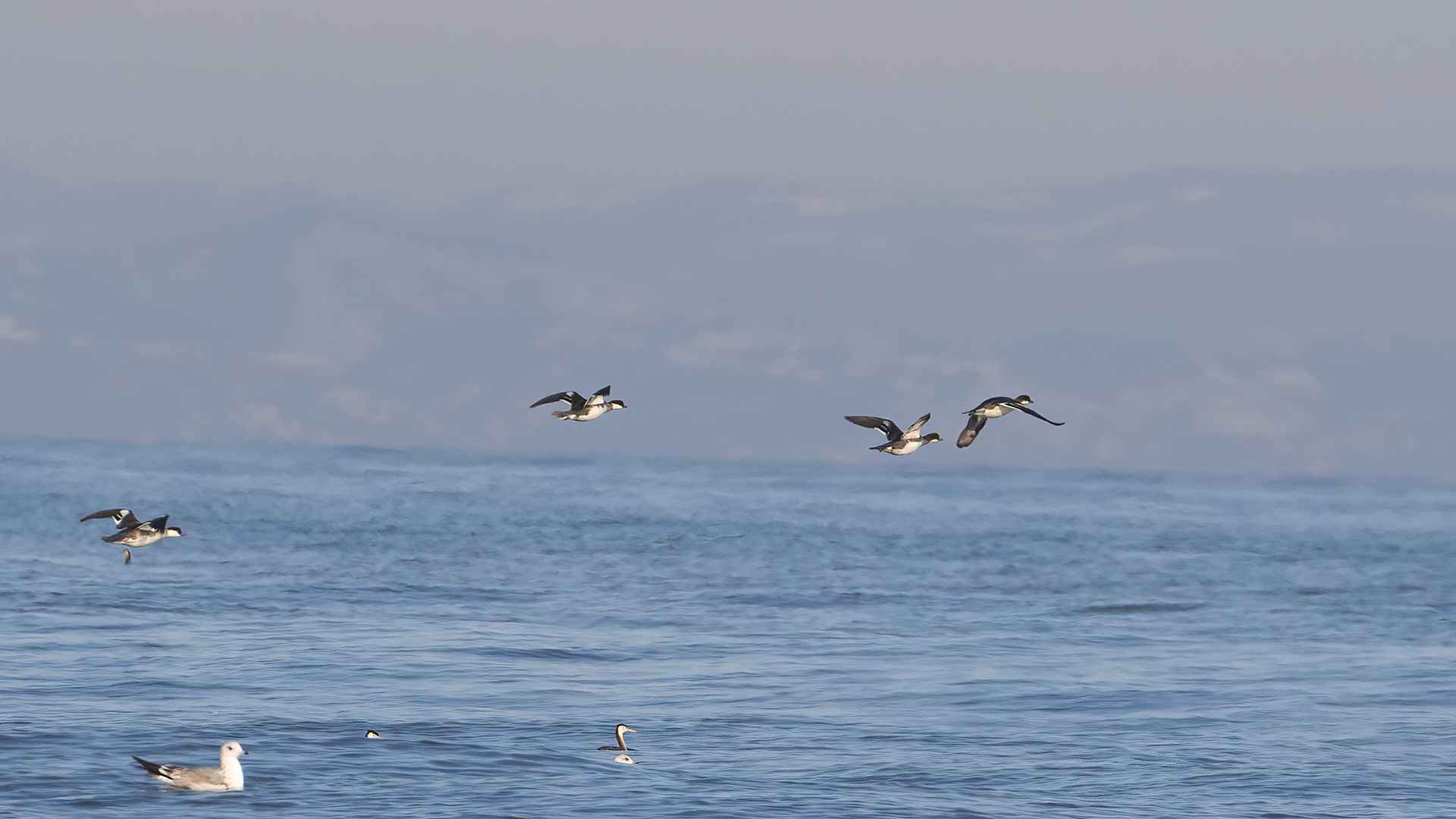 Smew