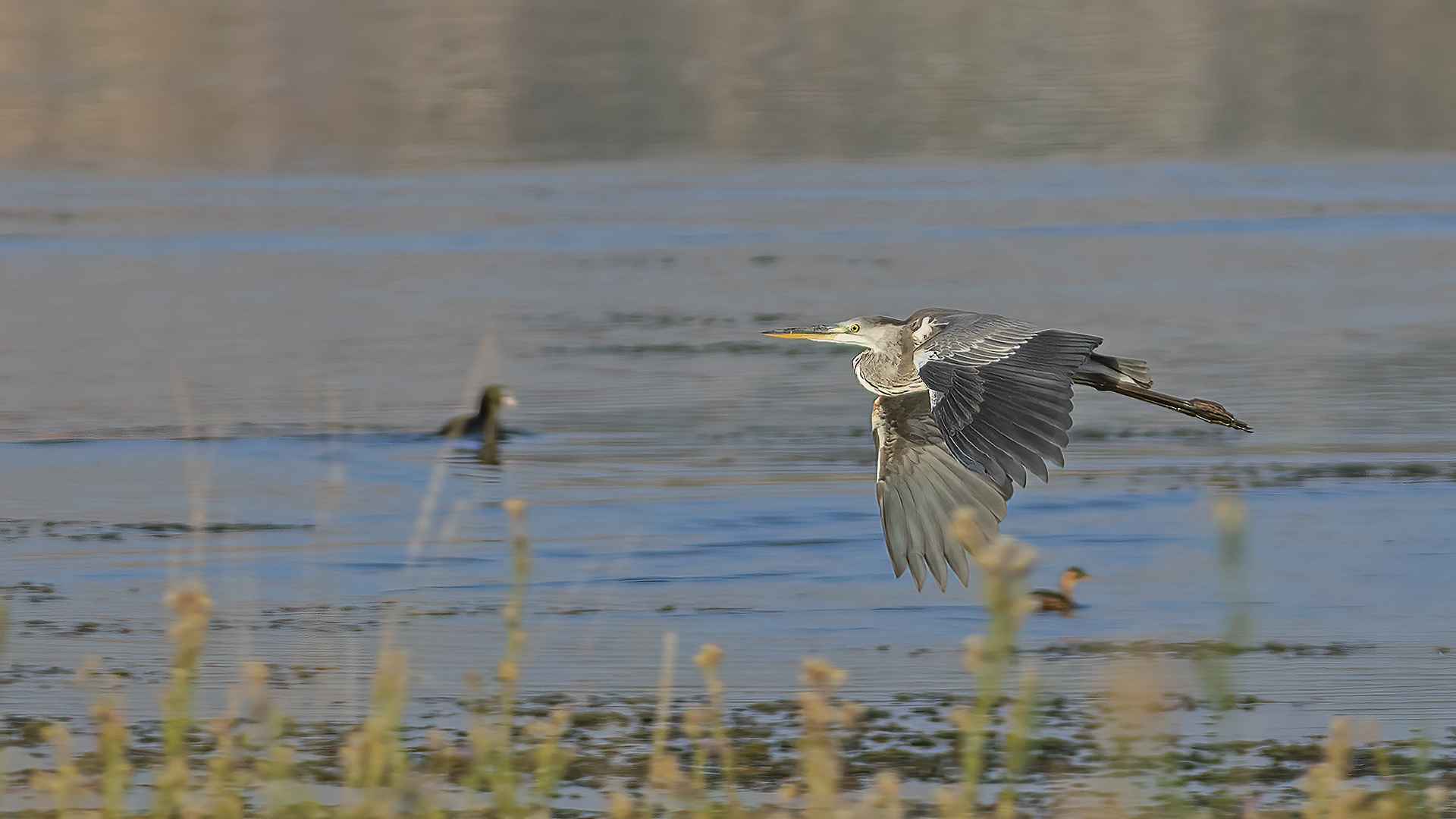 Gray Heron