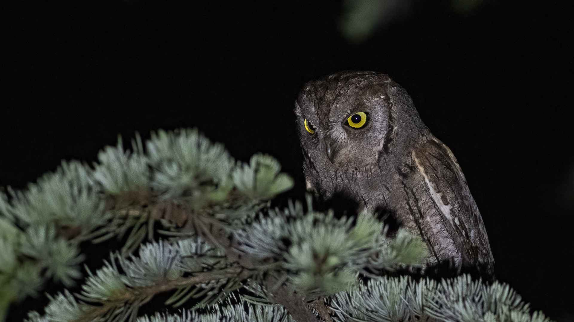 Eurasian Scops-Owl