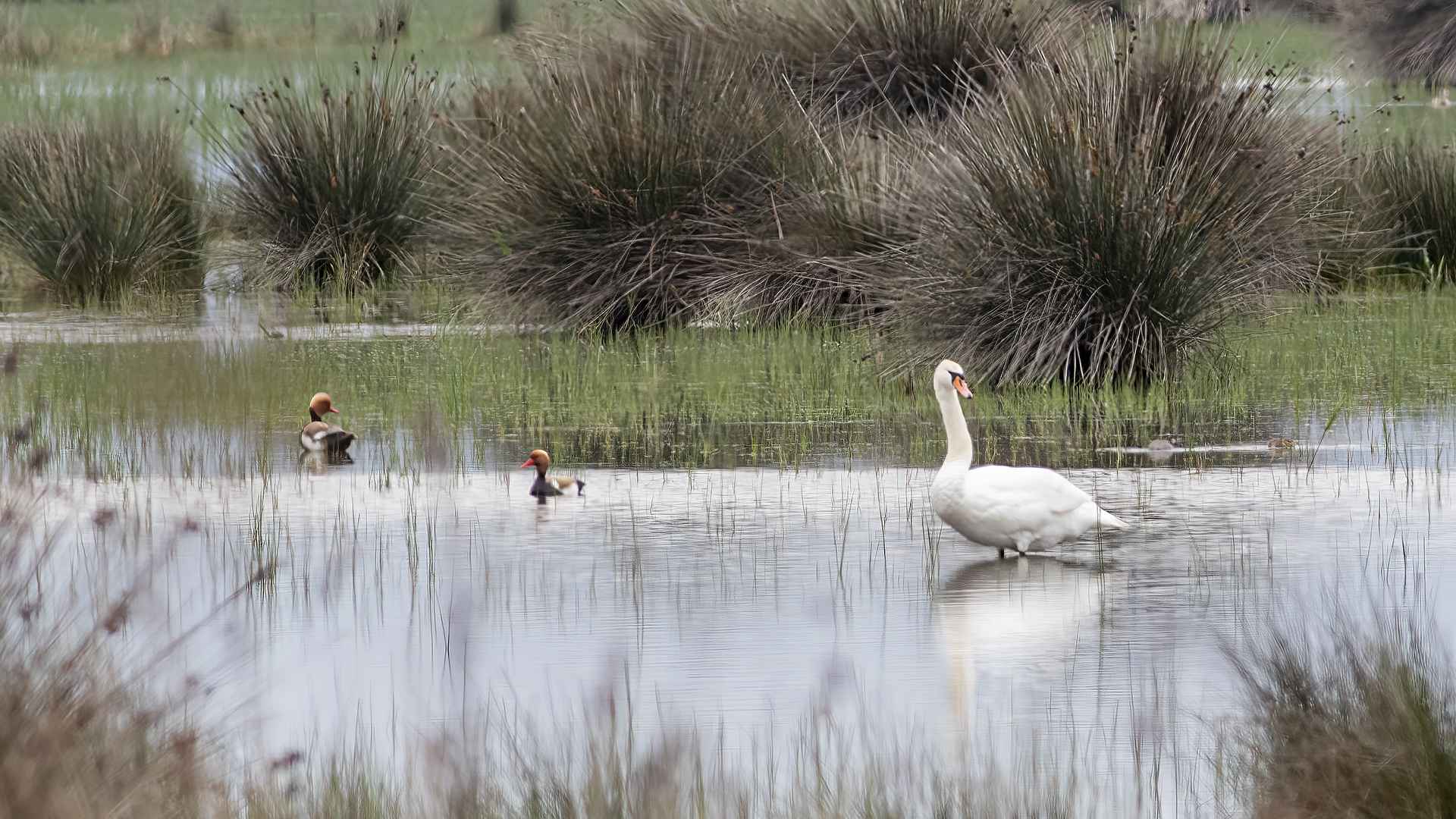 Mute Swan