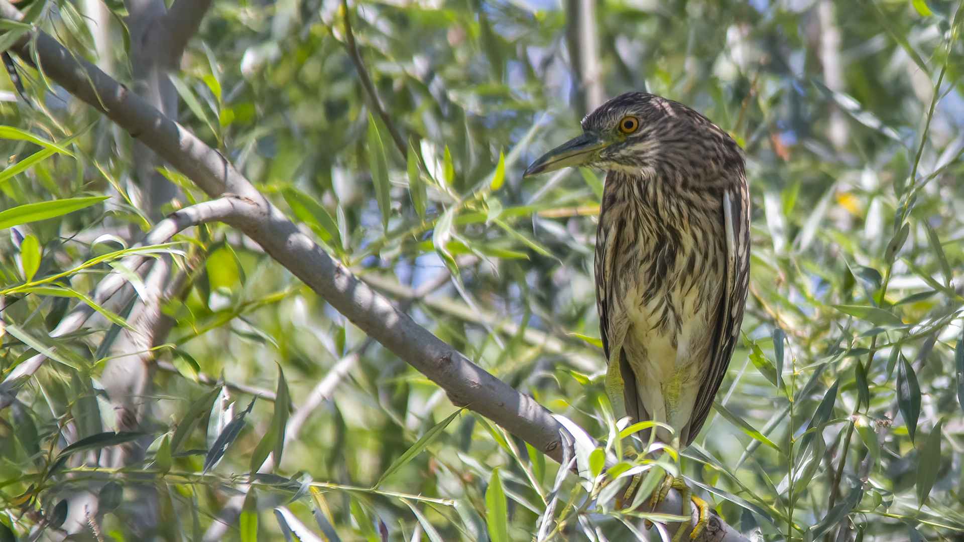 Black-crowned Night-Heron