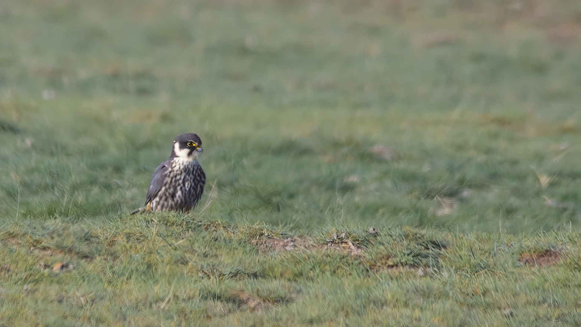 Eurasian Hobby