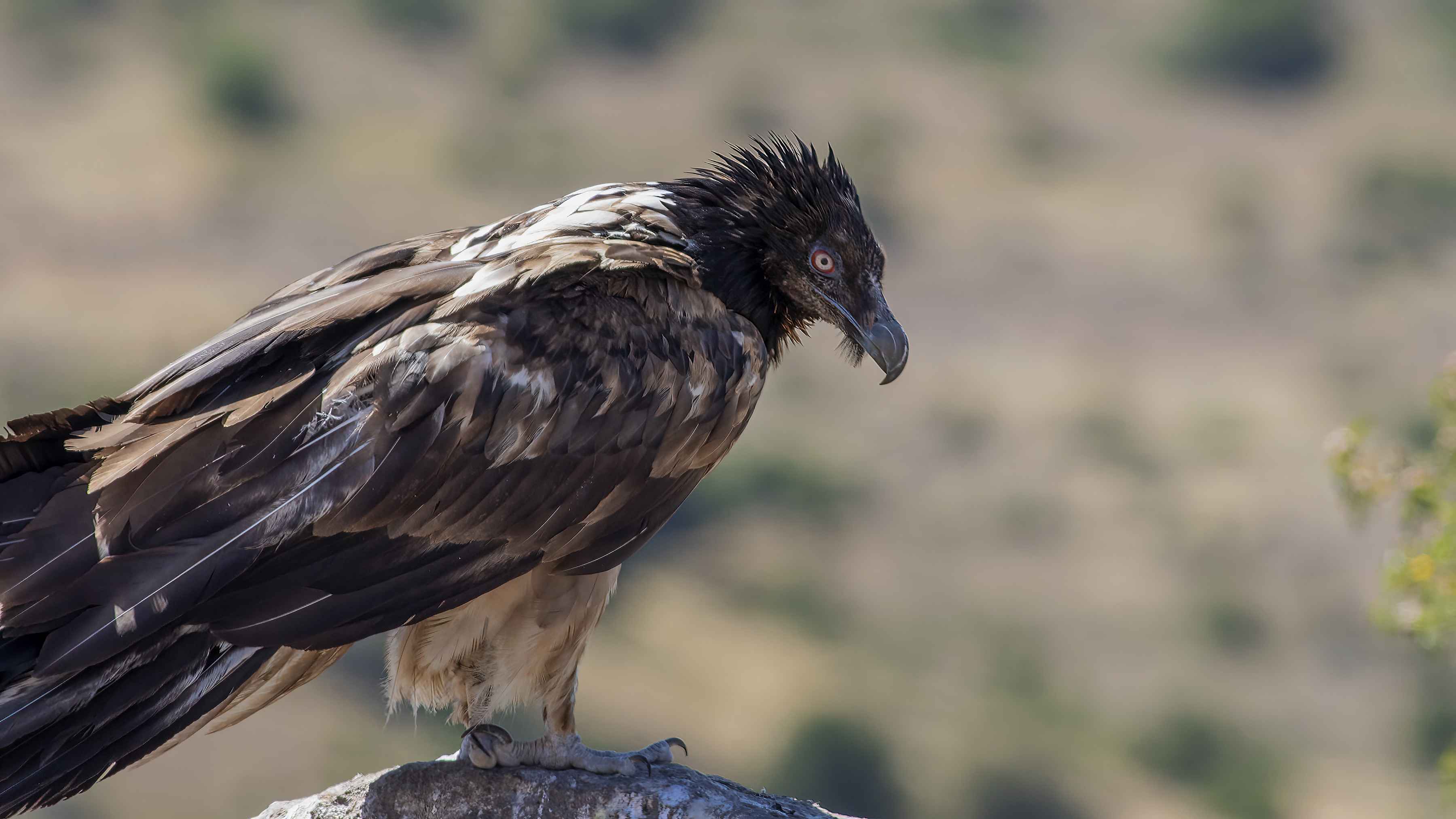 Bearded Vulture