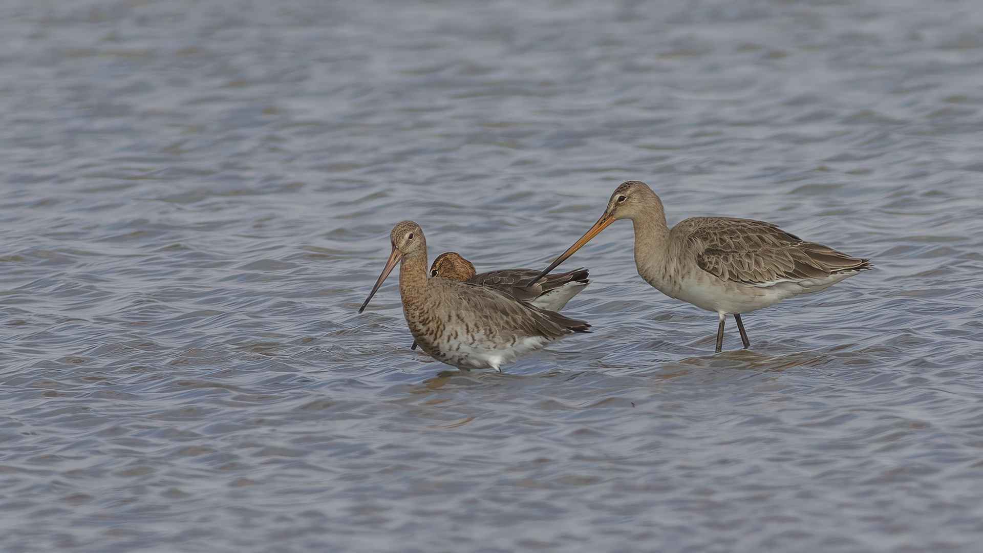Black-tailed Godwit