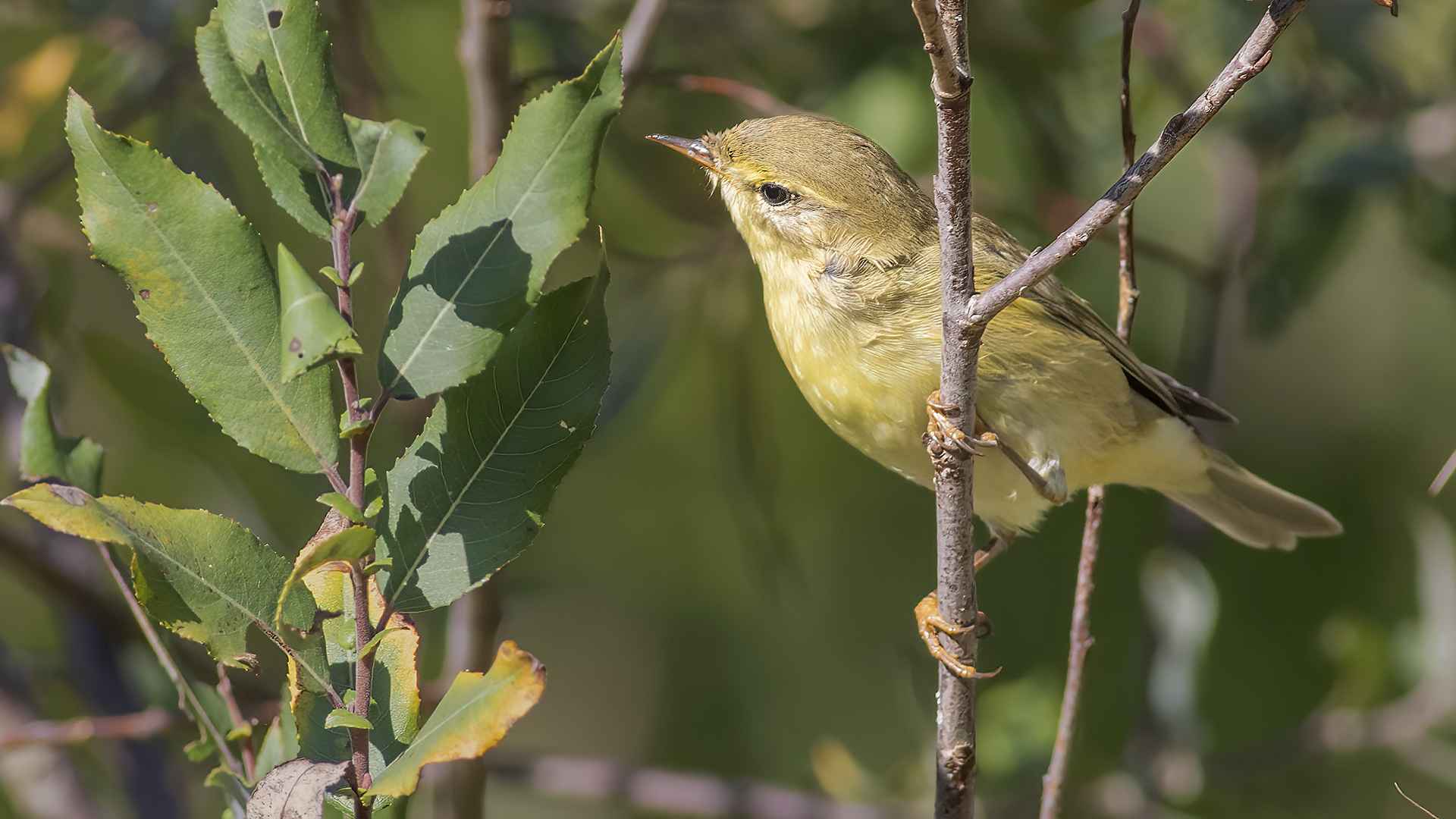 Willow Warbler