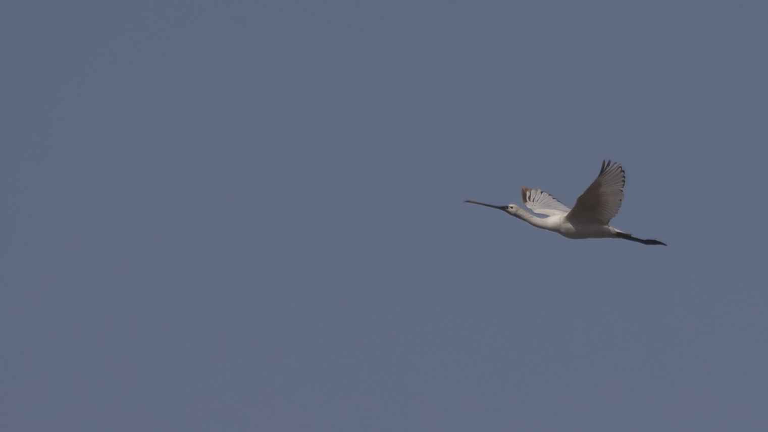 Eurasian Spoonbill