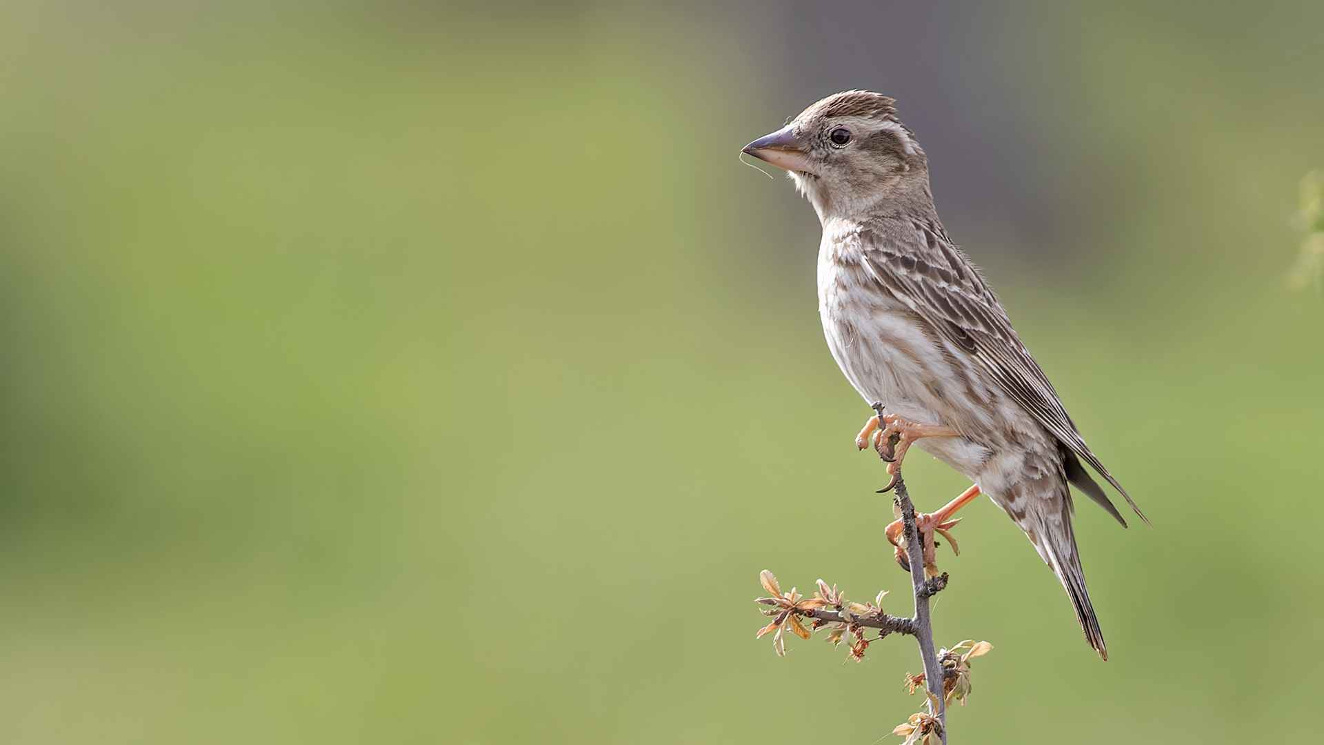 Rock Sparrow