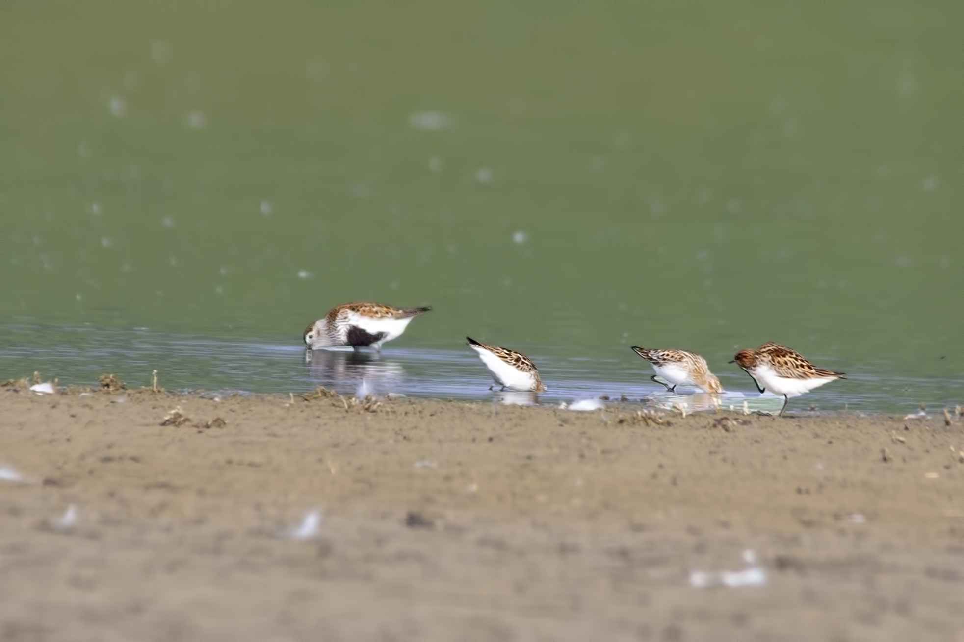 Dunlin