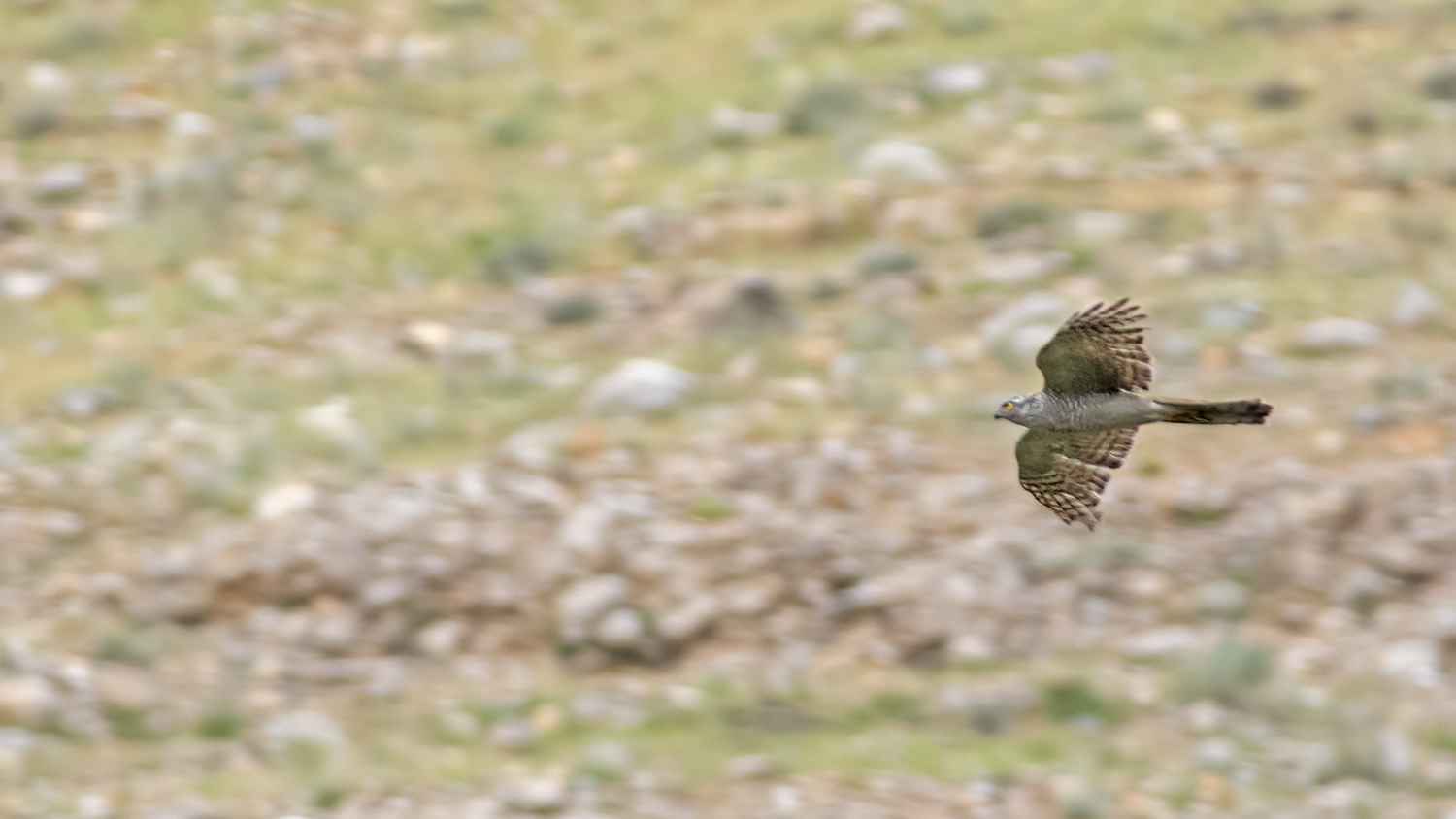 Levant Sparrowhawk