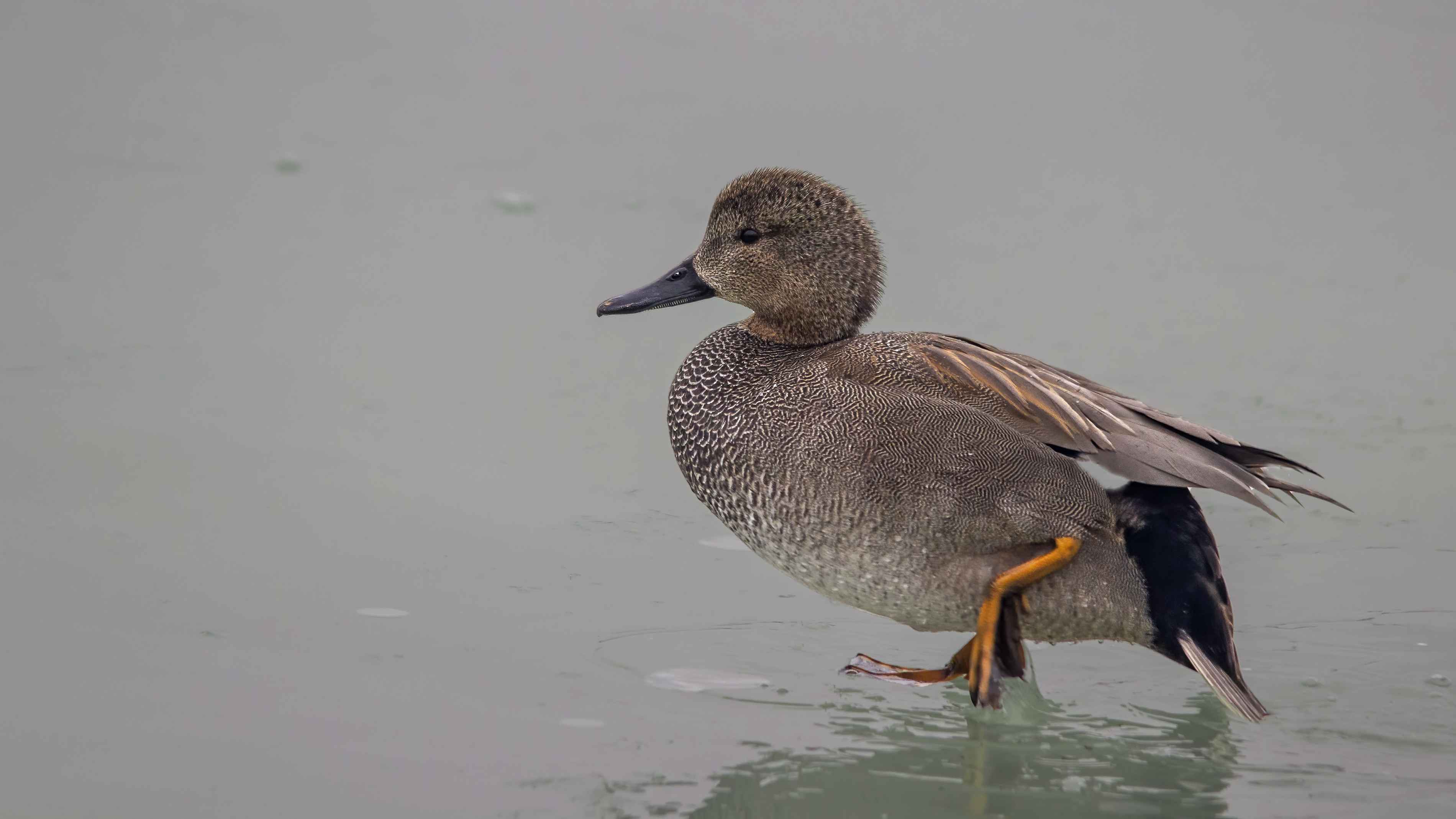 Gadwall