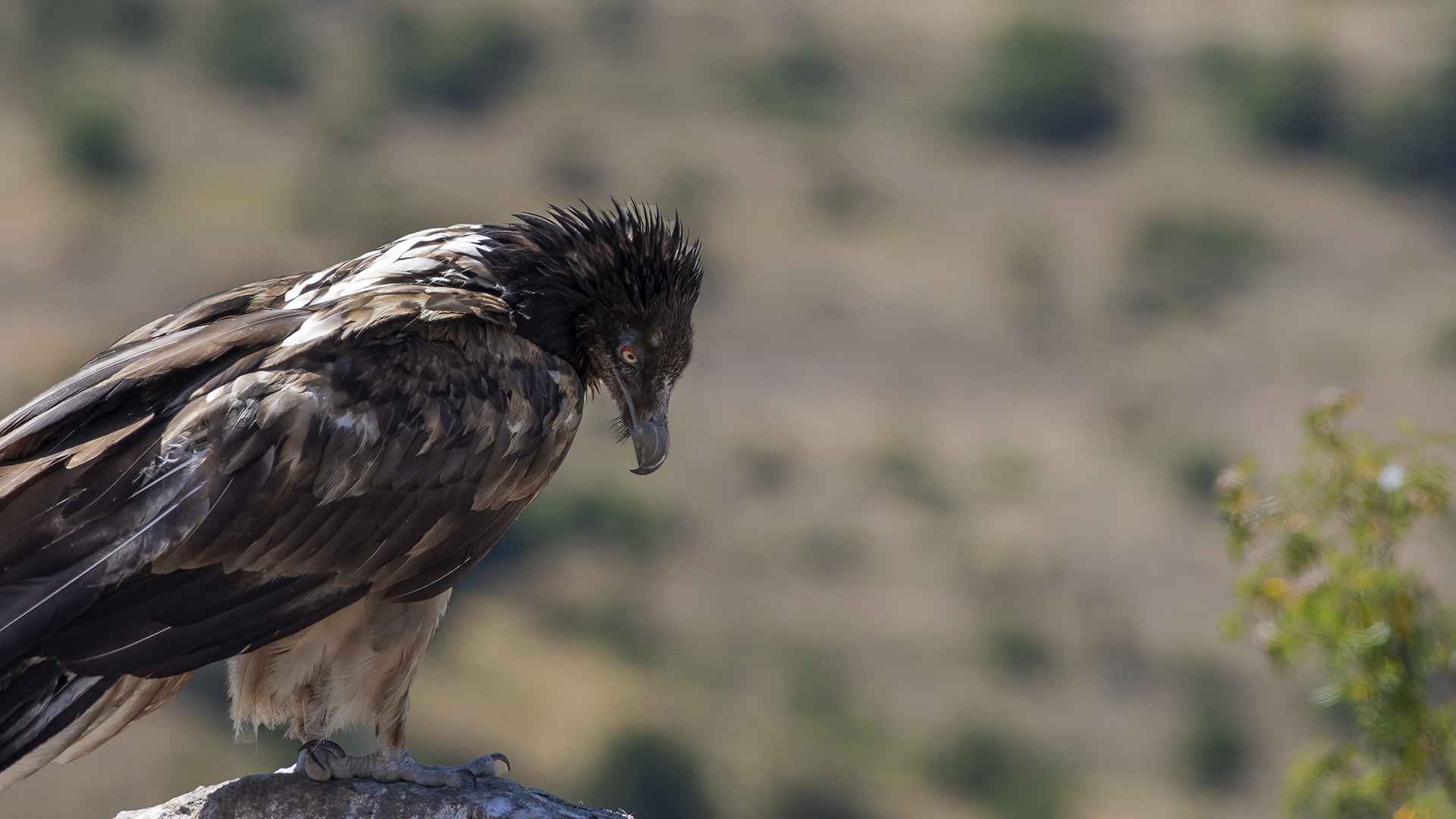 Bearded Vulture