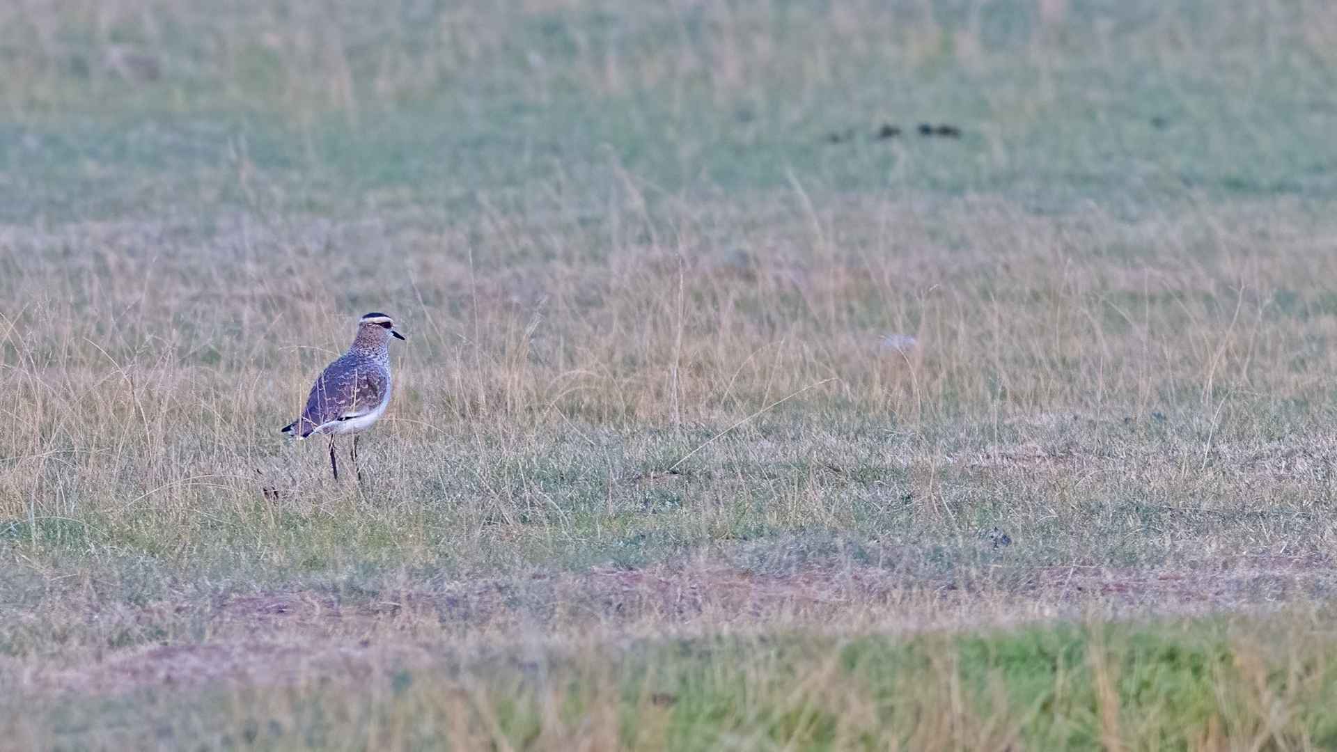 Sociable Lapwing