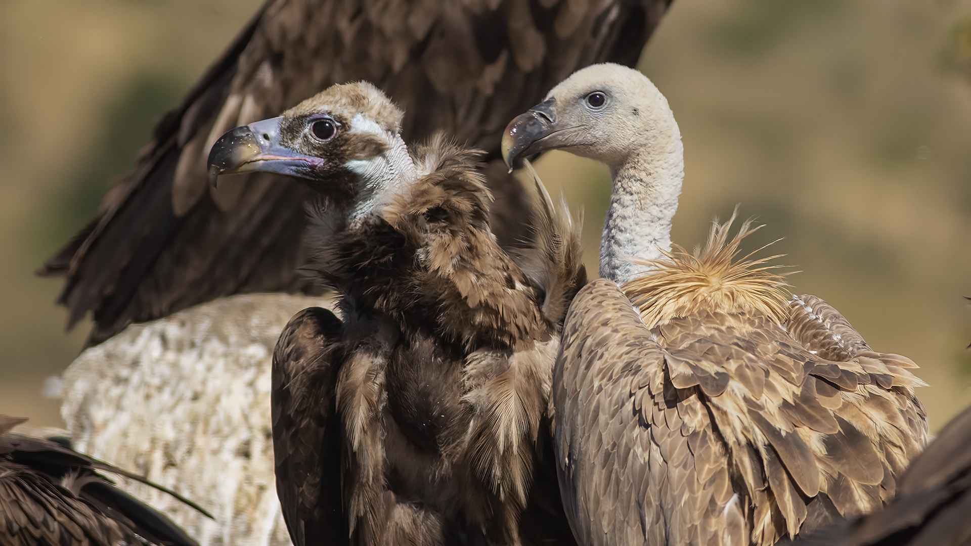 Eurasian Griffon