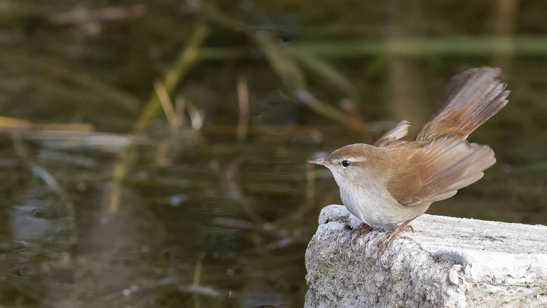 Cetti's Warbler