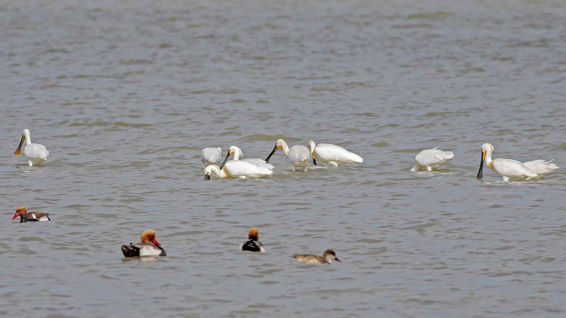 Eurasian Spoonbill