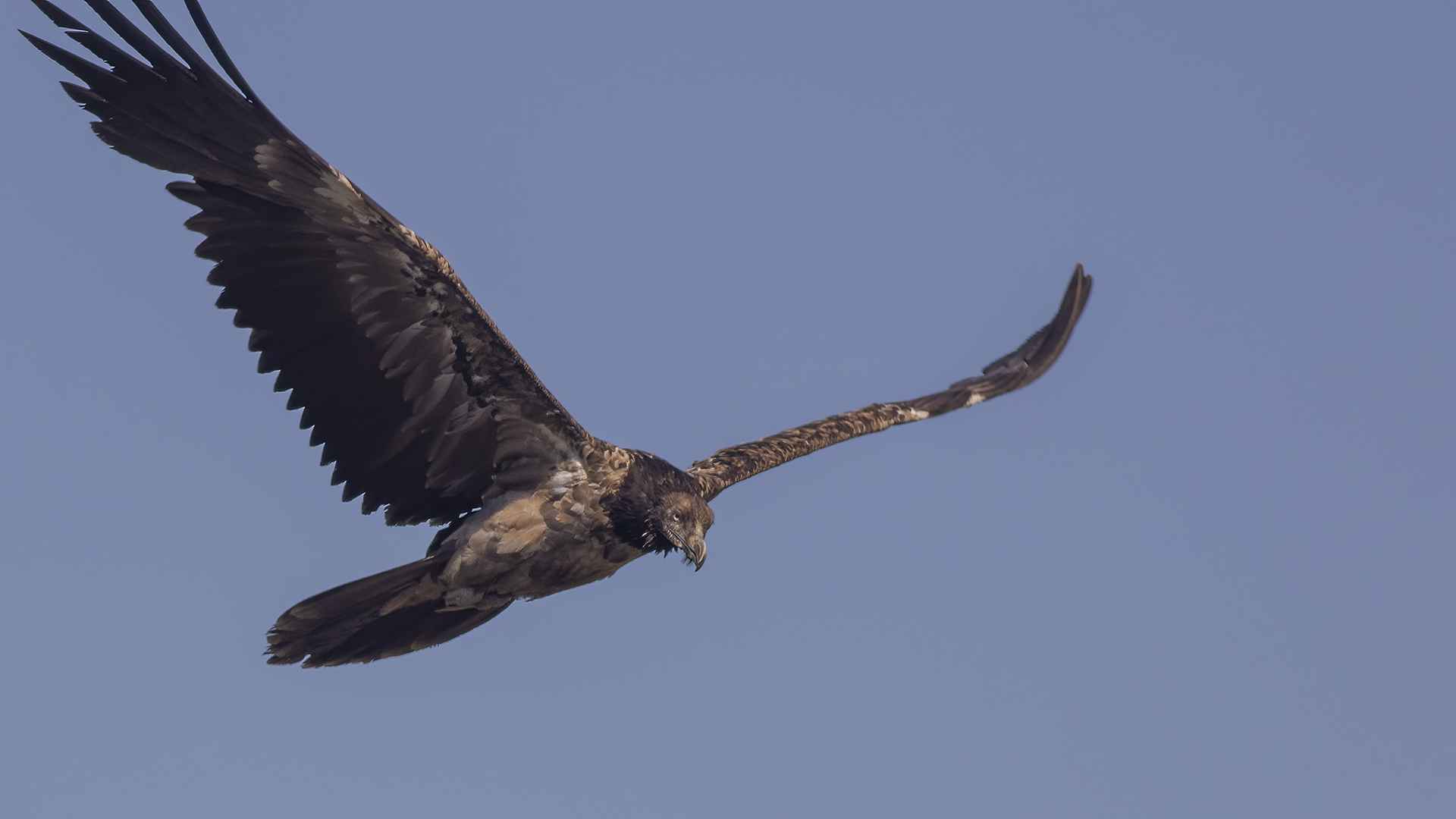Bearded Vulture
