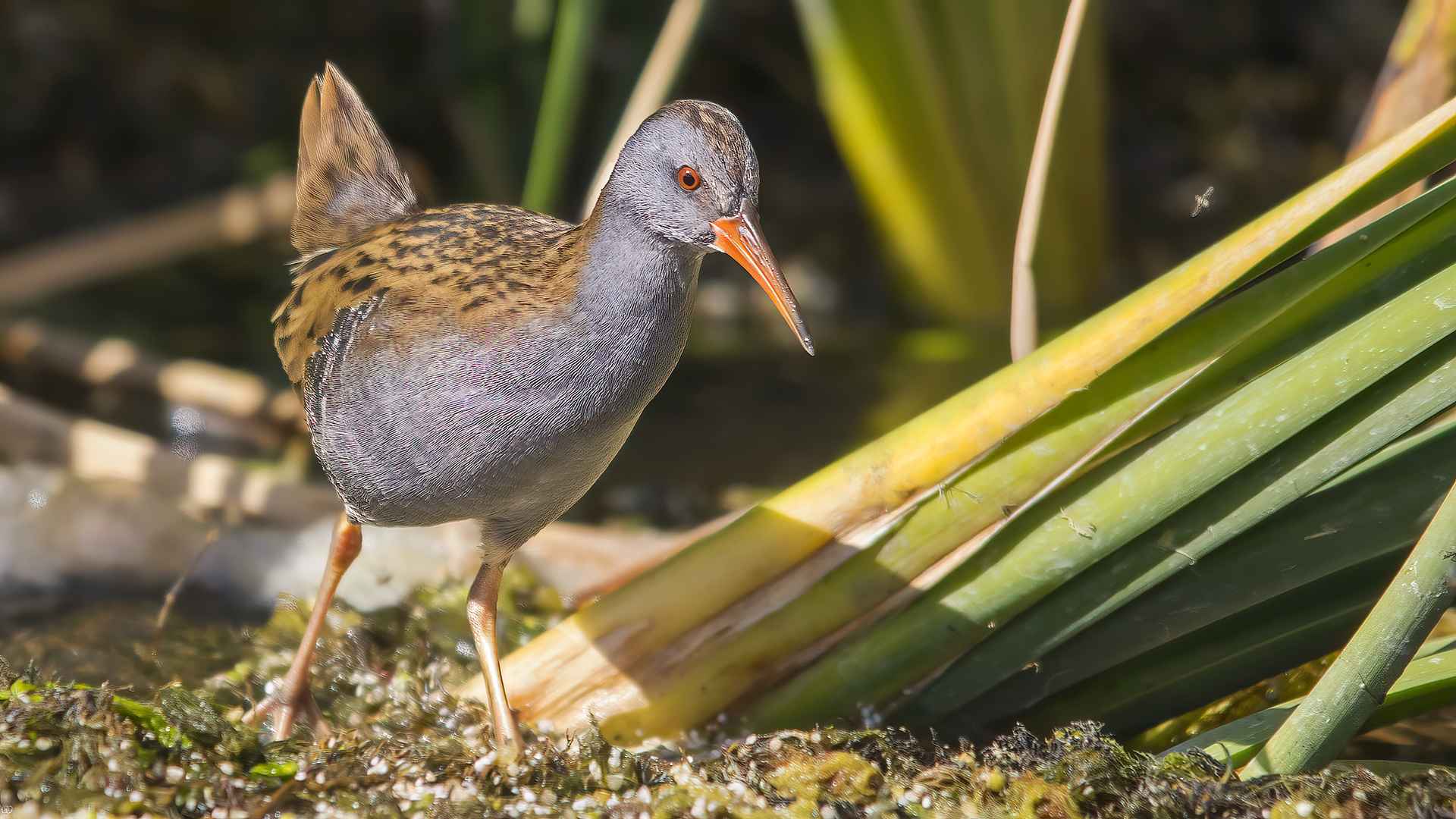 Water Rail
