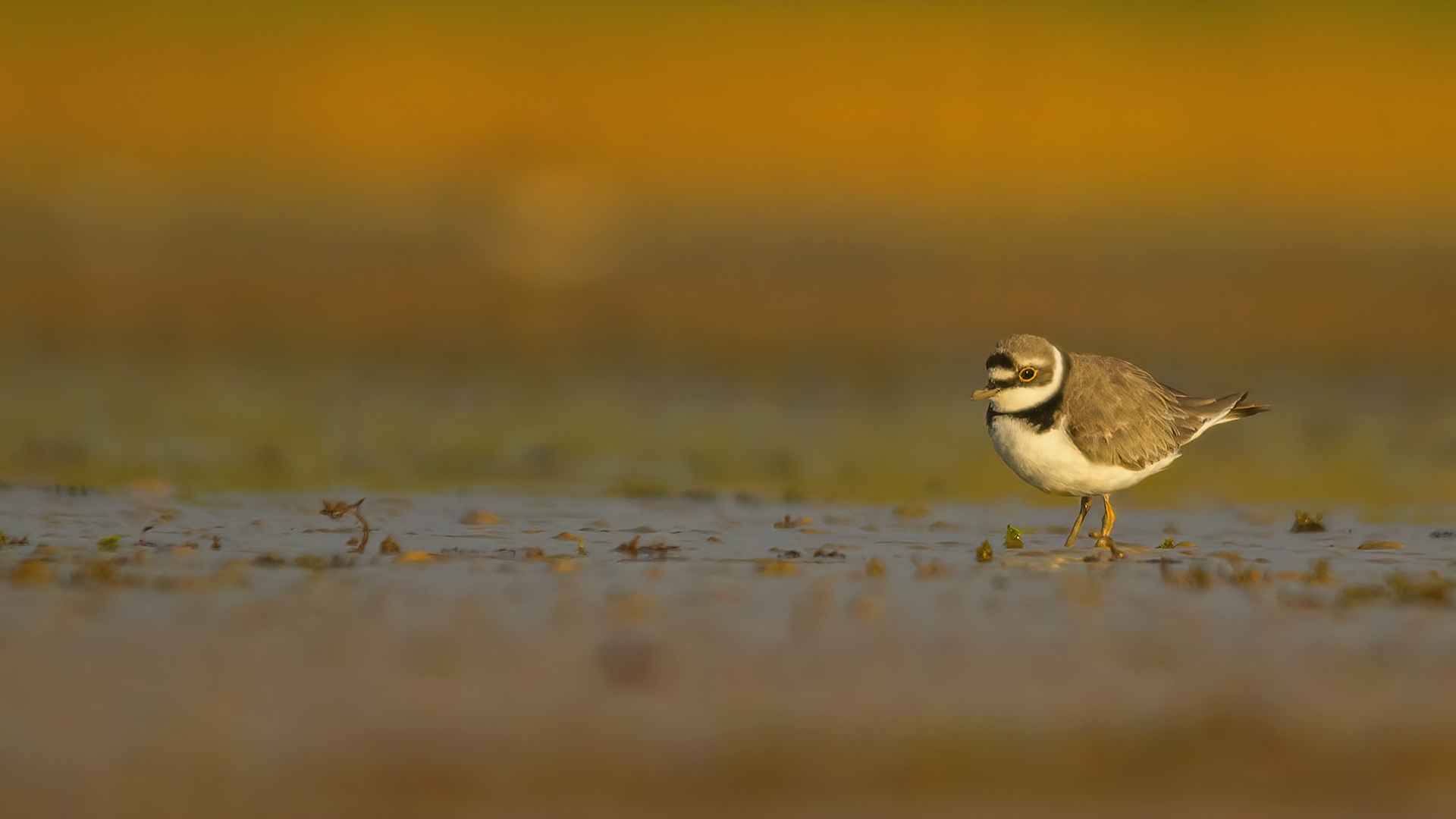 Little Ringed Plover