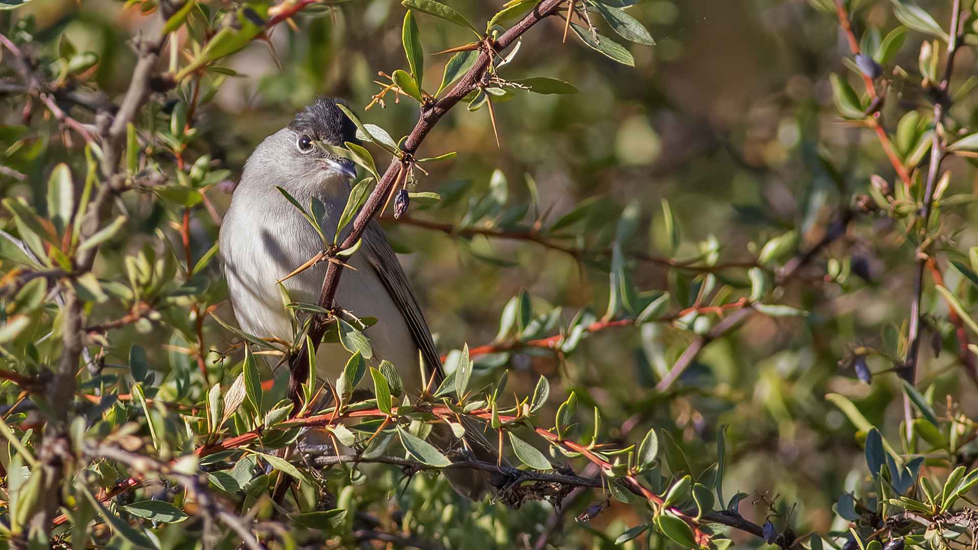 Eurasian Blackcap