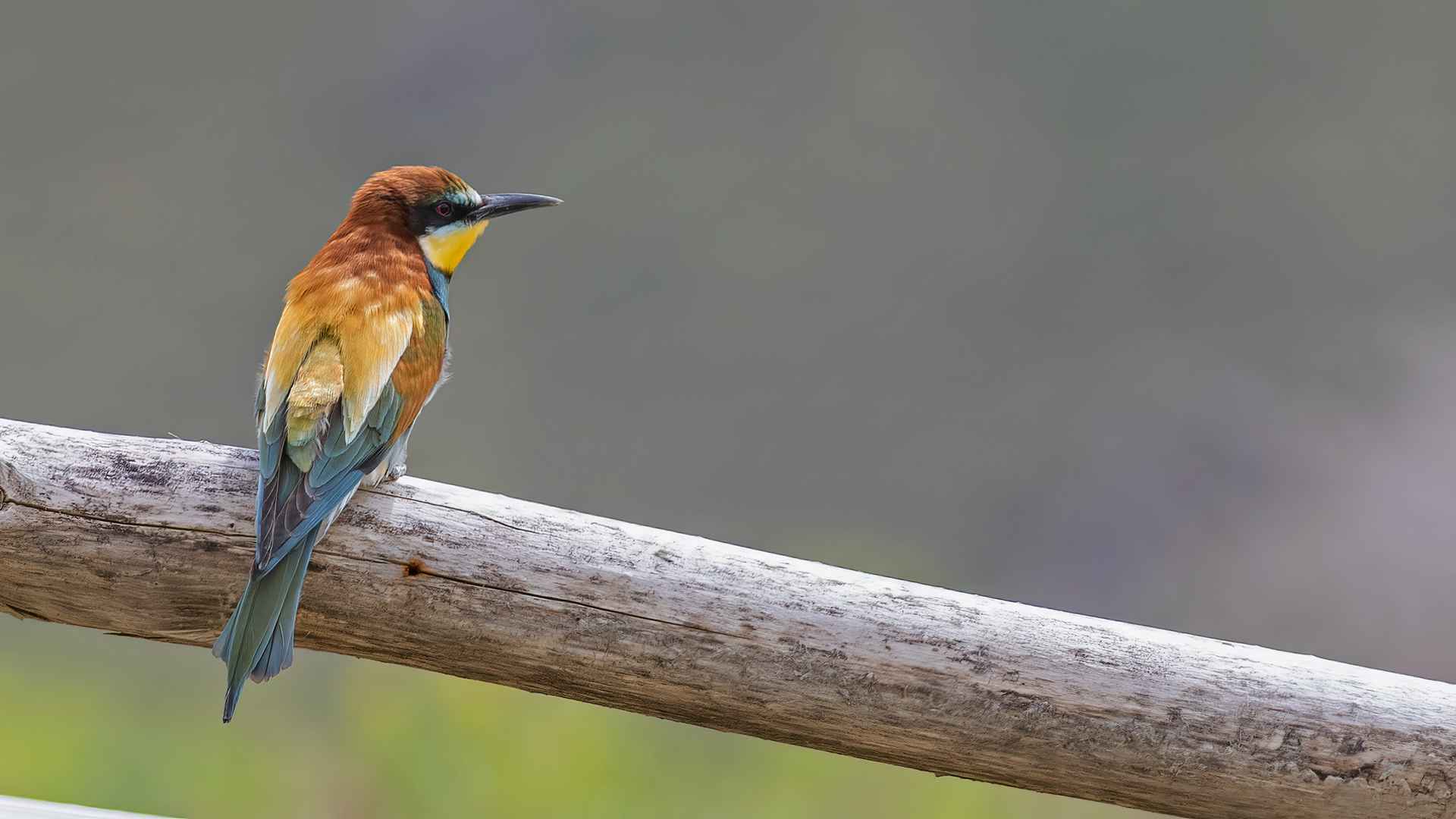 European Bee-eater